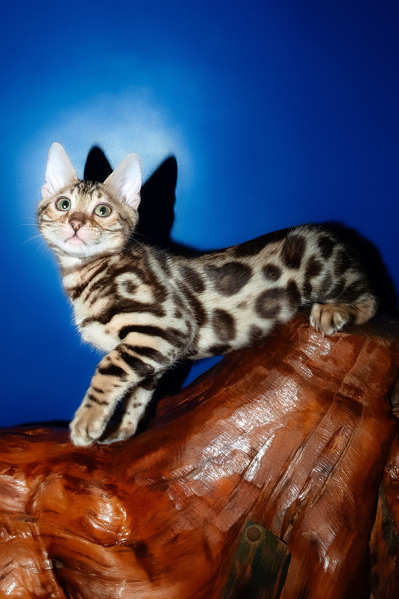 Zara | Bengal Kitten - Image 3