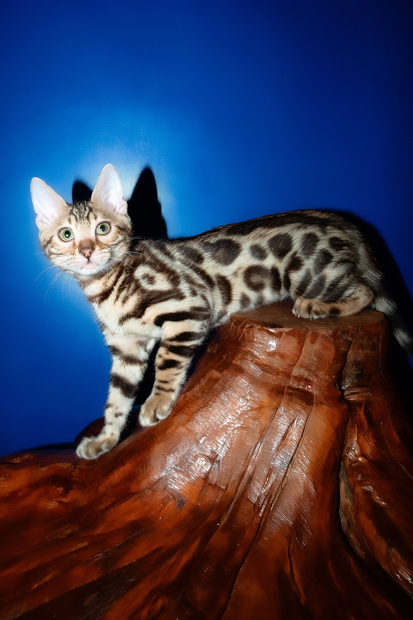 Zara | Bengal Kitten - Image 6