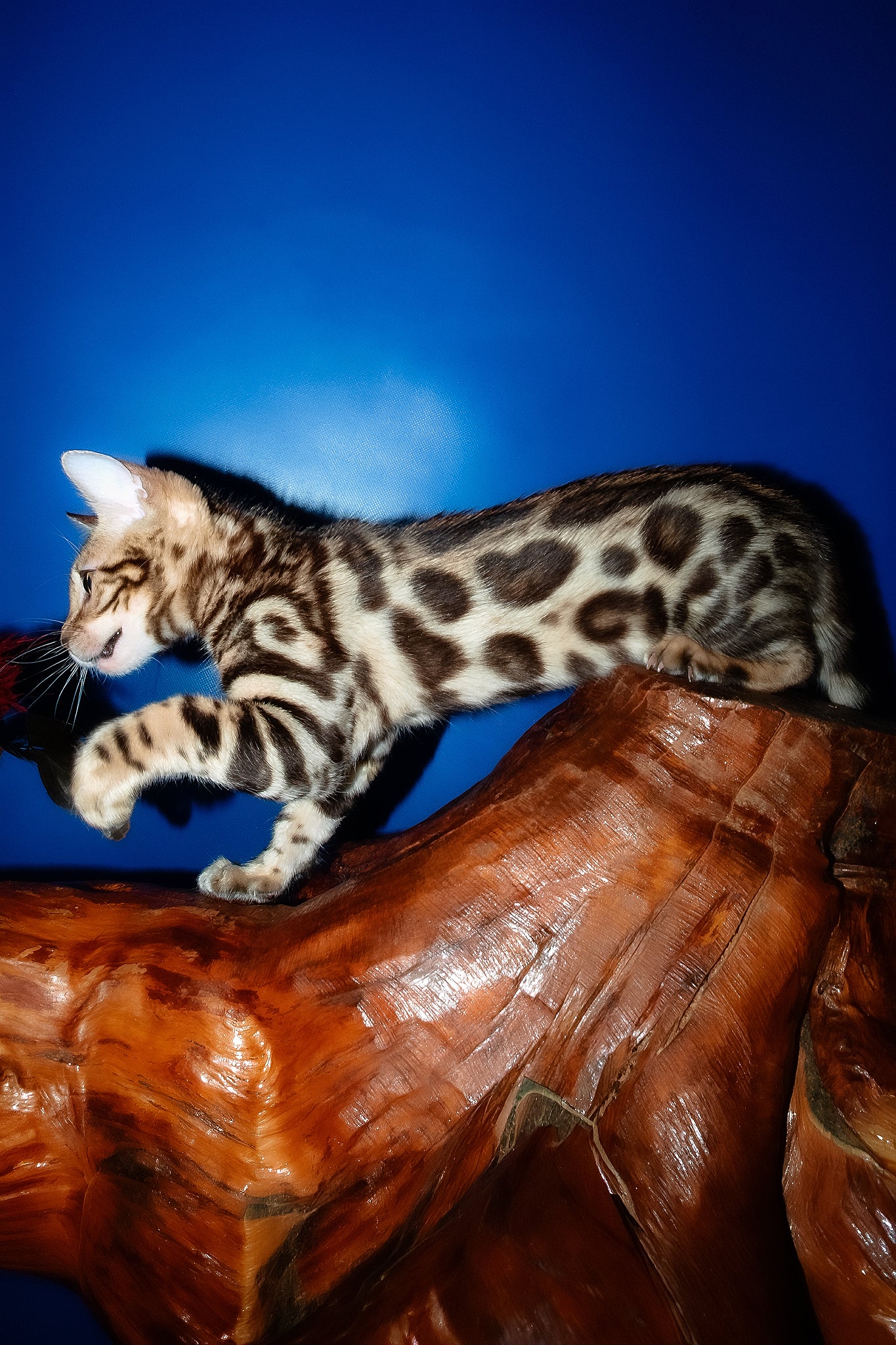 Zara | Bengal Kitten - Image 7