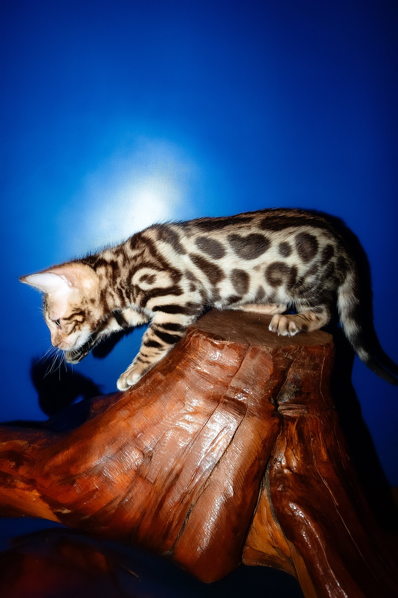 Zara | Bengal Kitten - Image 9