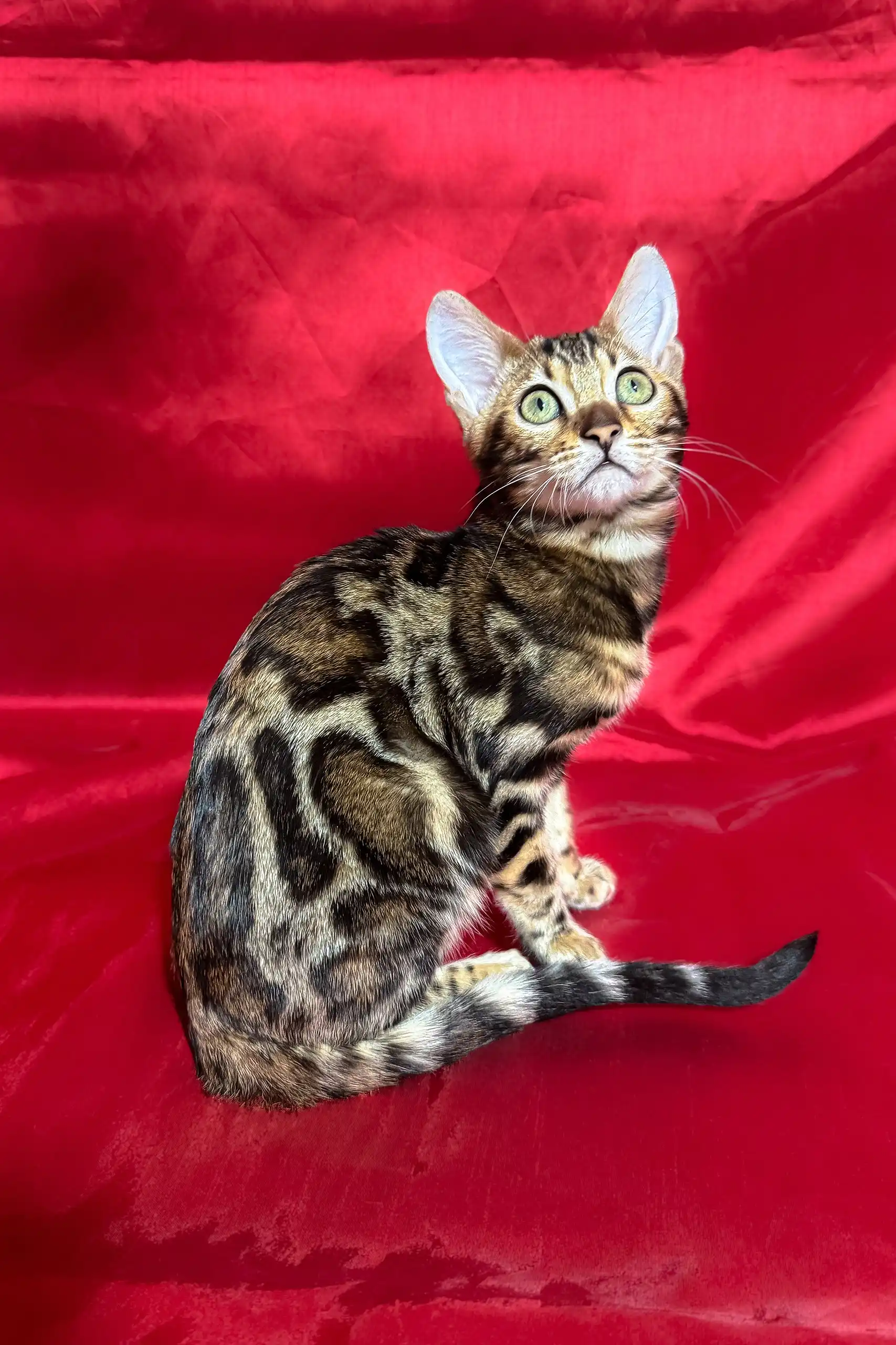 Zlata | Bengal Kitten - Image 3