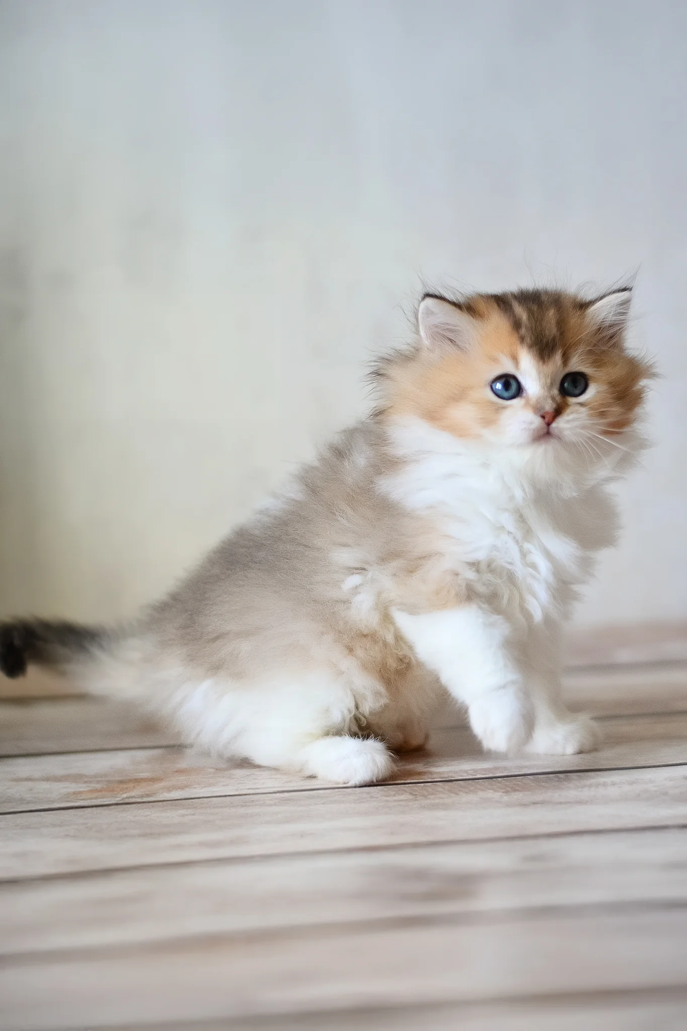 Bianka | British Longhair Kitten - Image 3