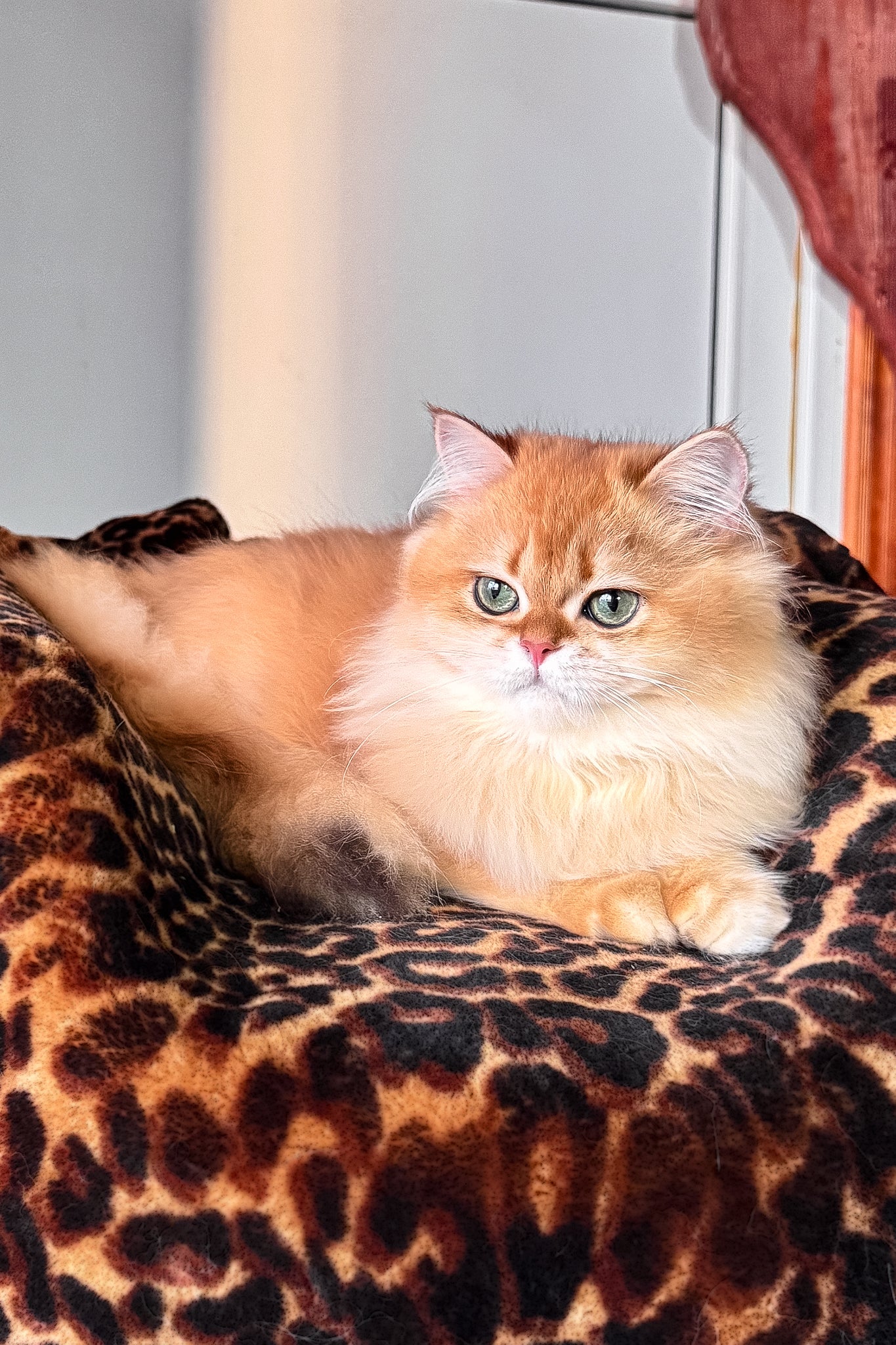 Daniela | British Longhair Kitten - Image 3