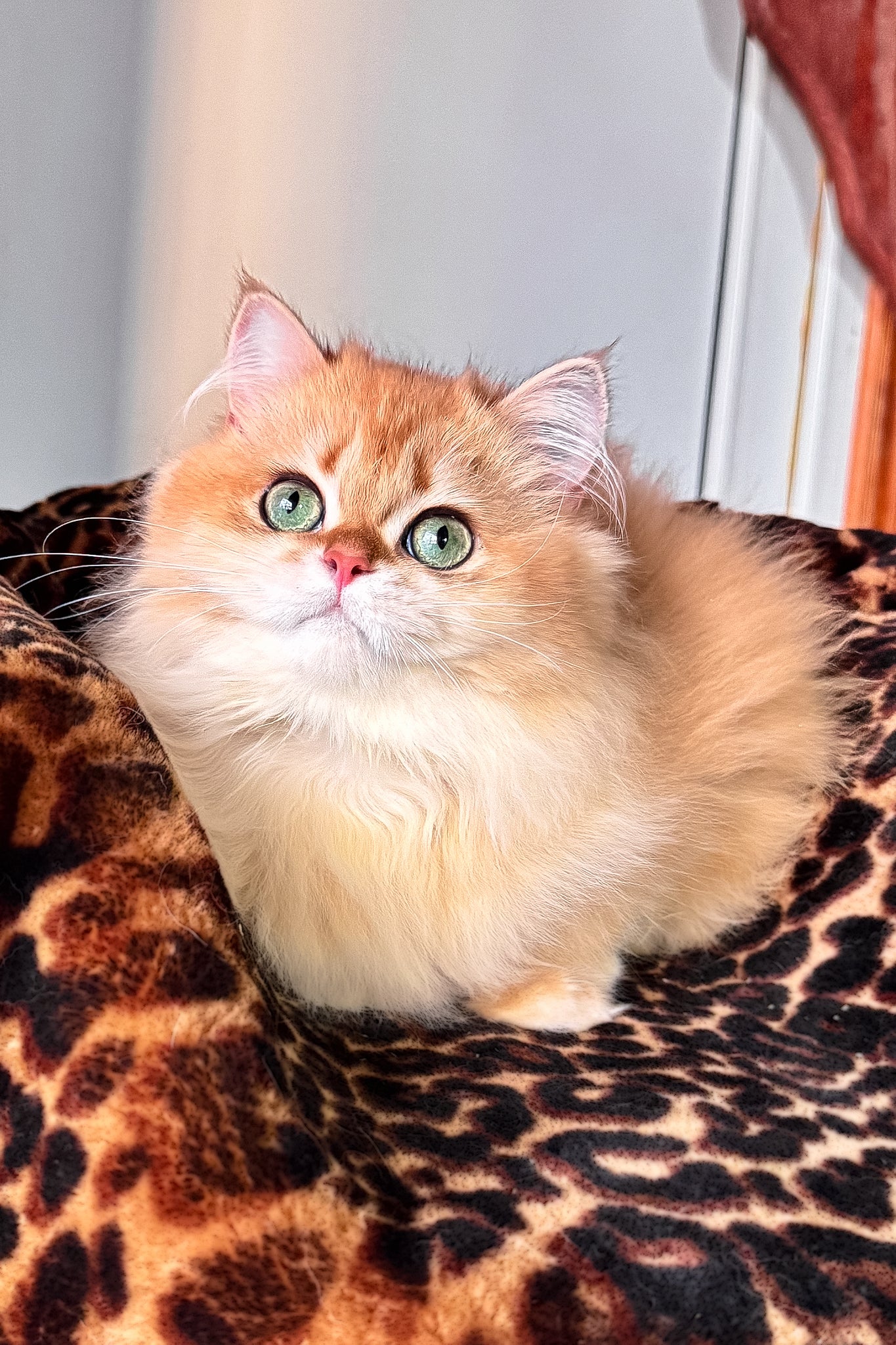 Daniela | British Longhair Kitten - Image 4