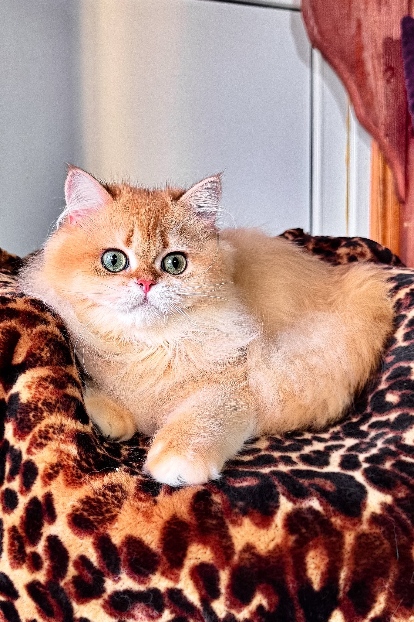 Daniela | British Longhair Kitten - Image 5