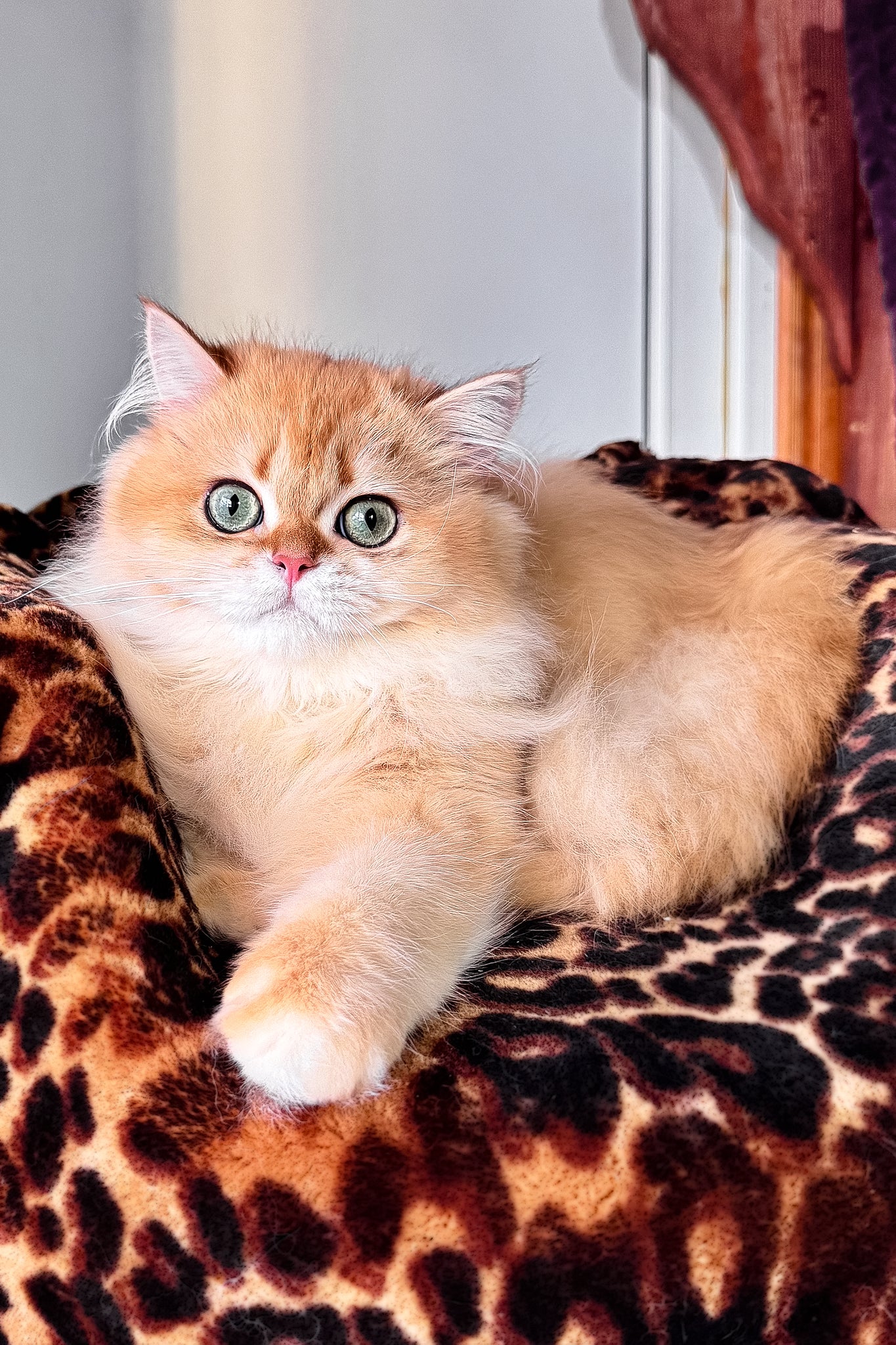 Daniela | British Longhair Kitten - Image 7