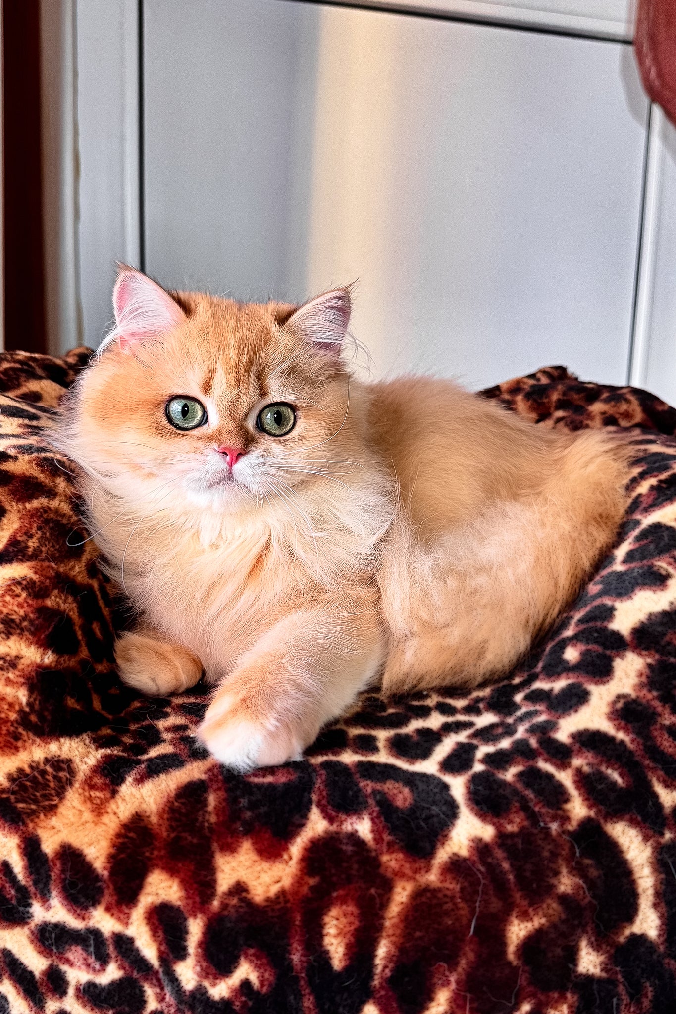 Daniela | British Longhair Kitten - Image 8
