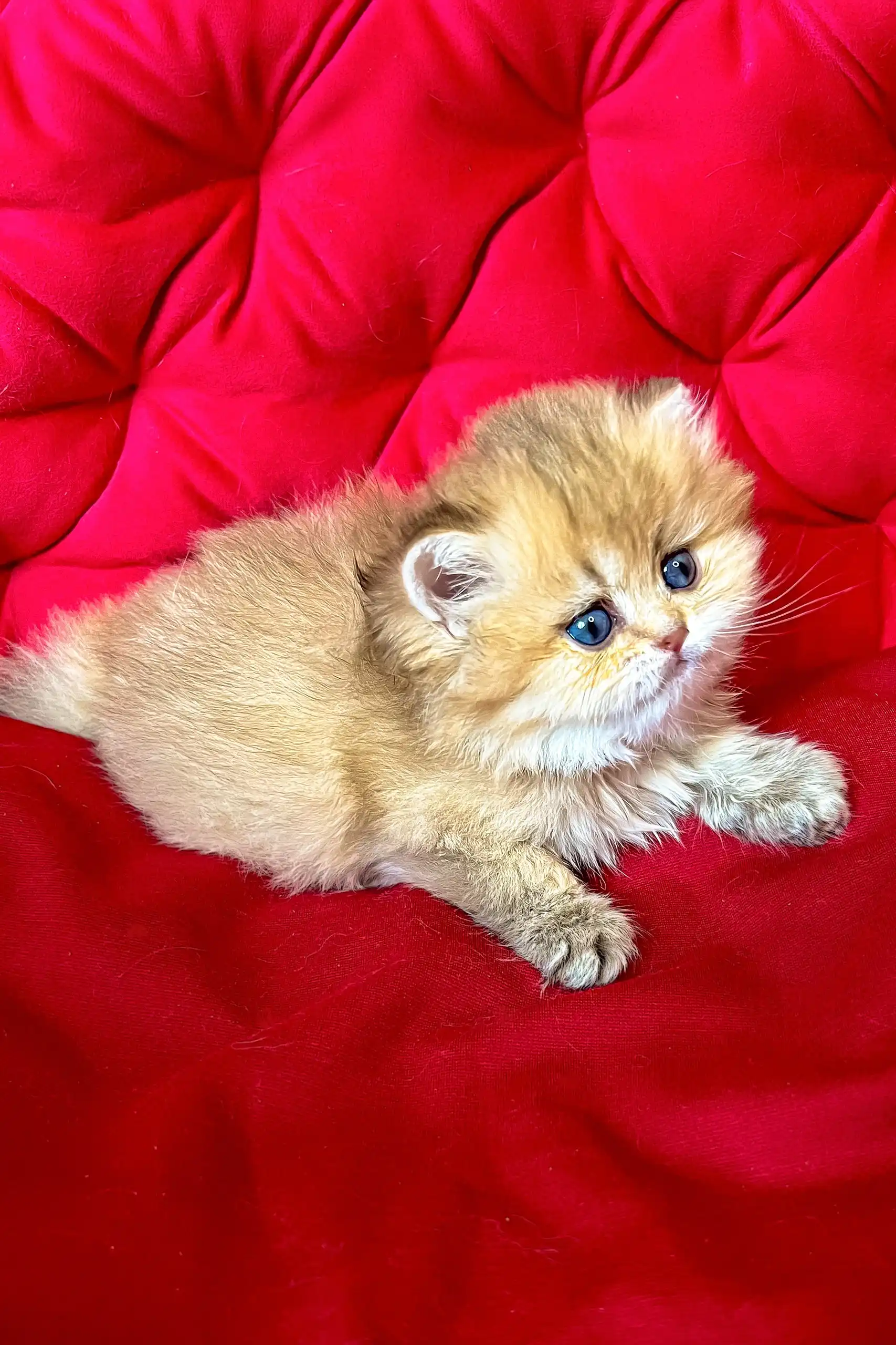 Dayna | British Longhair Kitten - Image 4