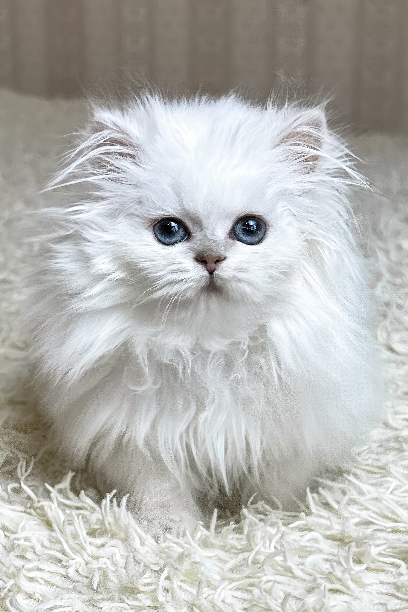 Dessie | British Longhair Kitten - Image 2