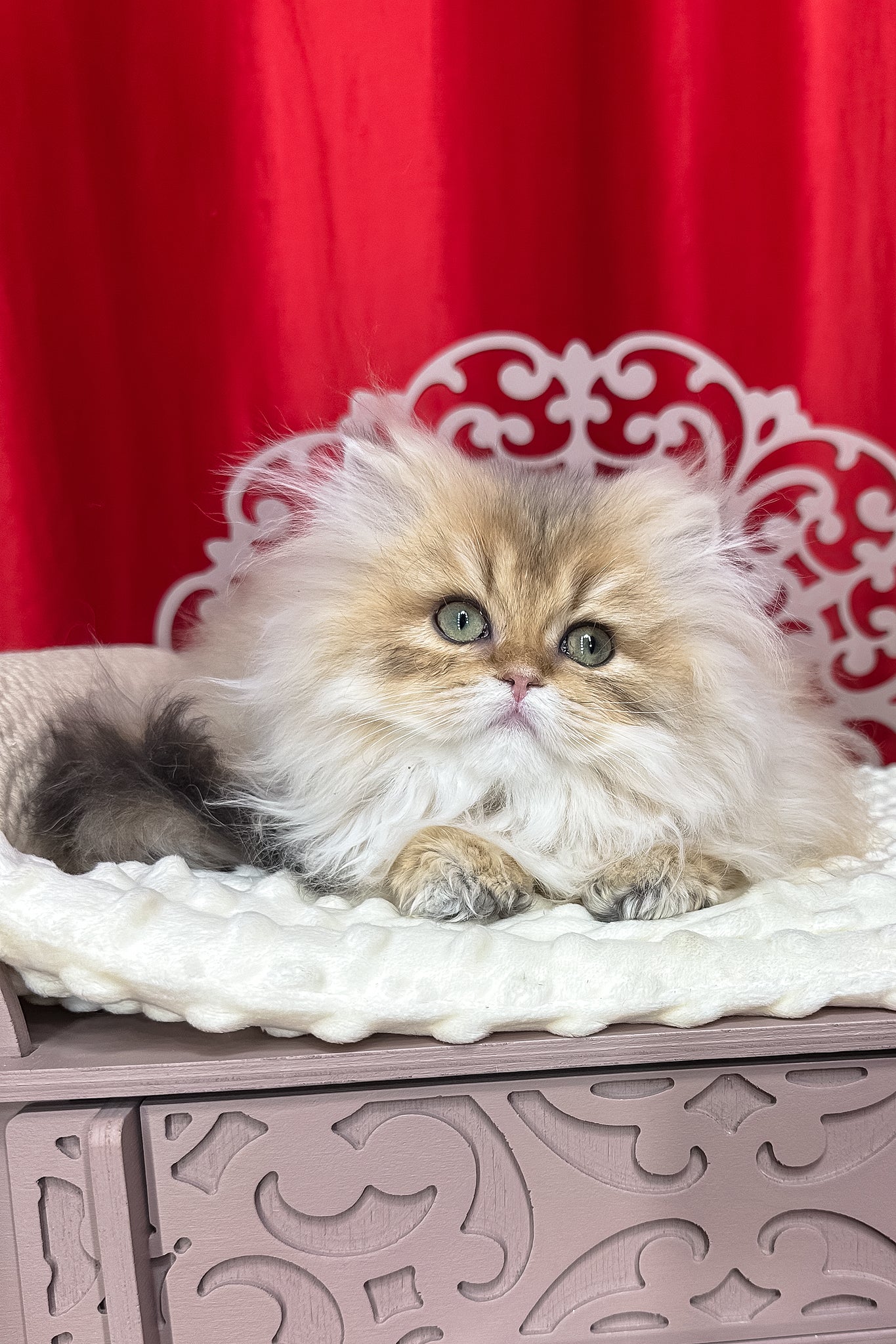 Diva | British Longhair Kitten - Image 4