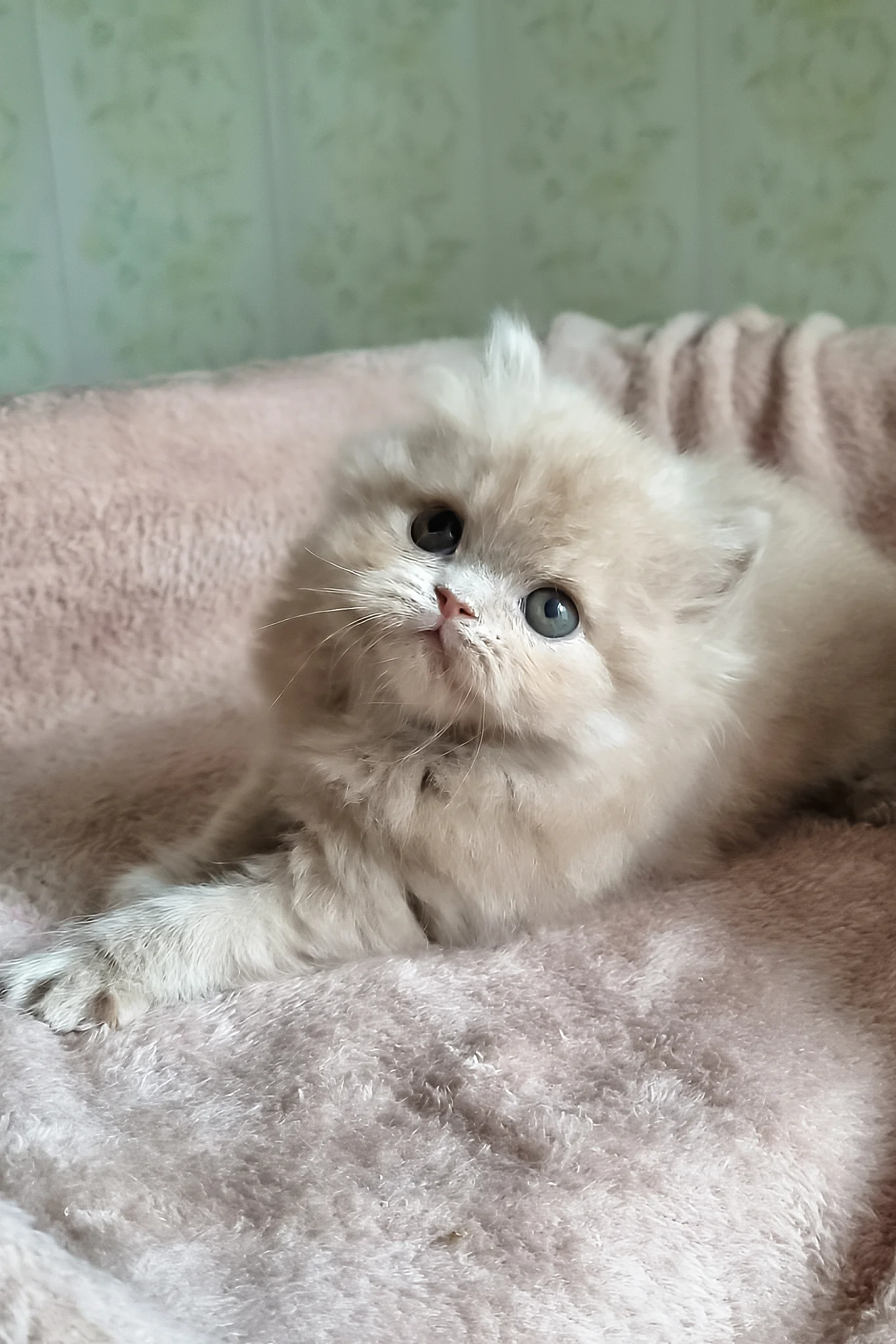 Fenichka | British Longhair Kitten - Image 2