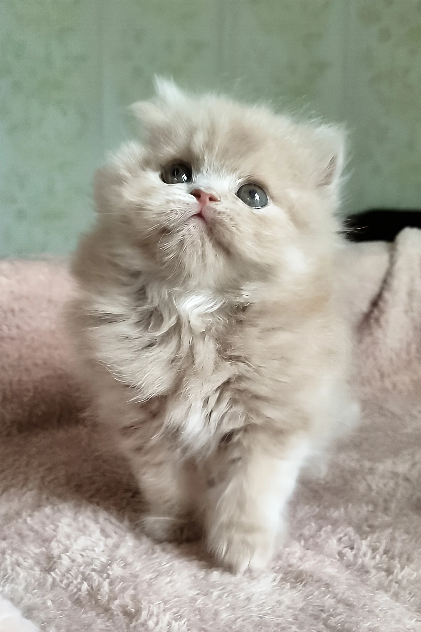 Fenichka | British Longhair Kitten - Image 5