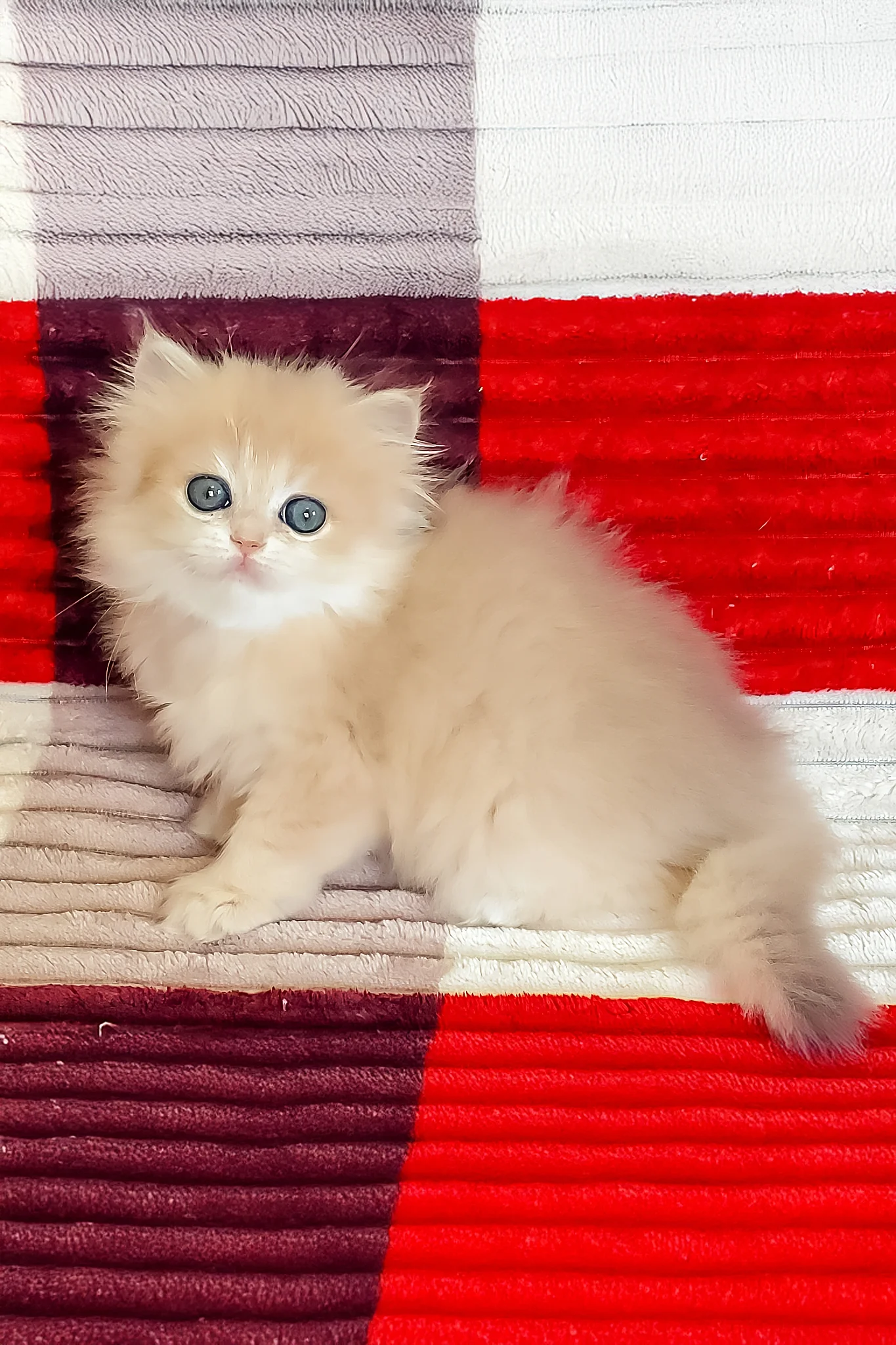 Gerda | British Longhair Kitten - Image 3