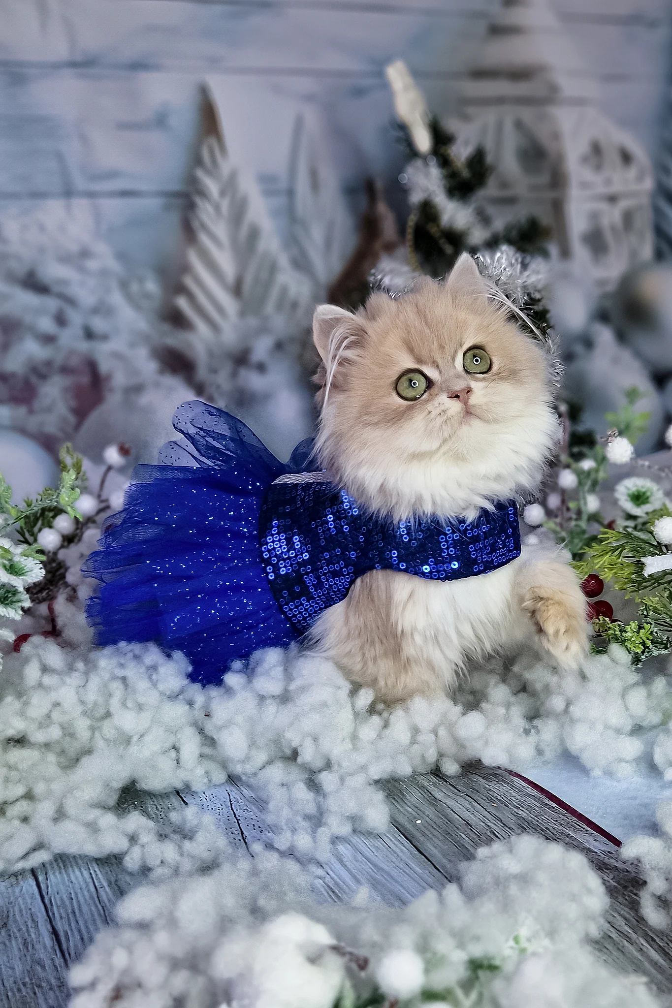 Ilana | British Longhair Kitten - Image 11