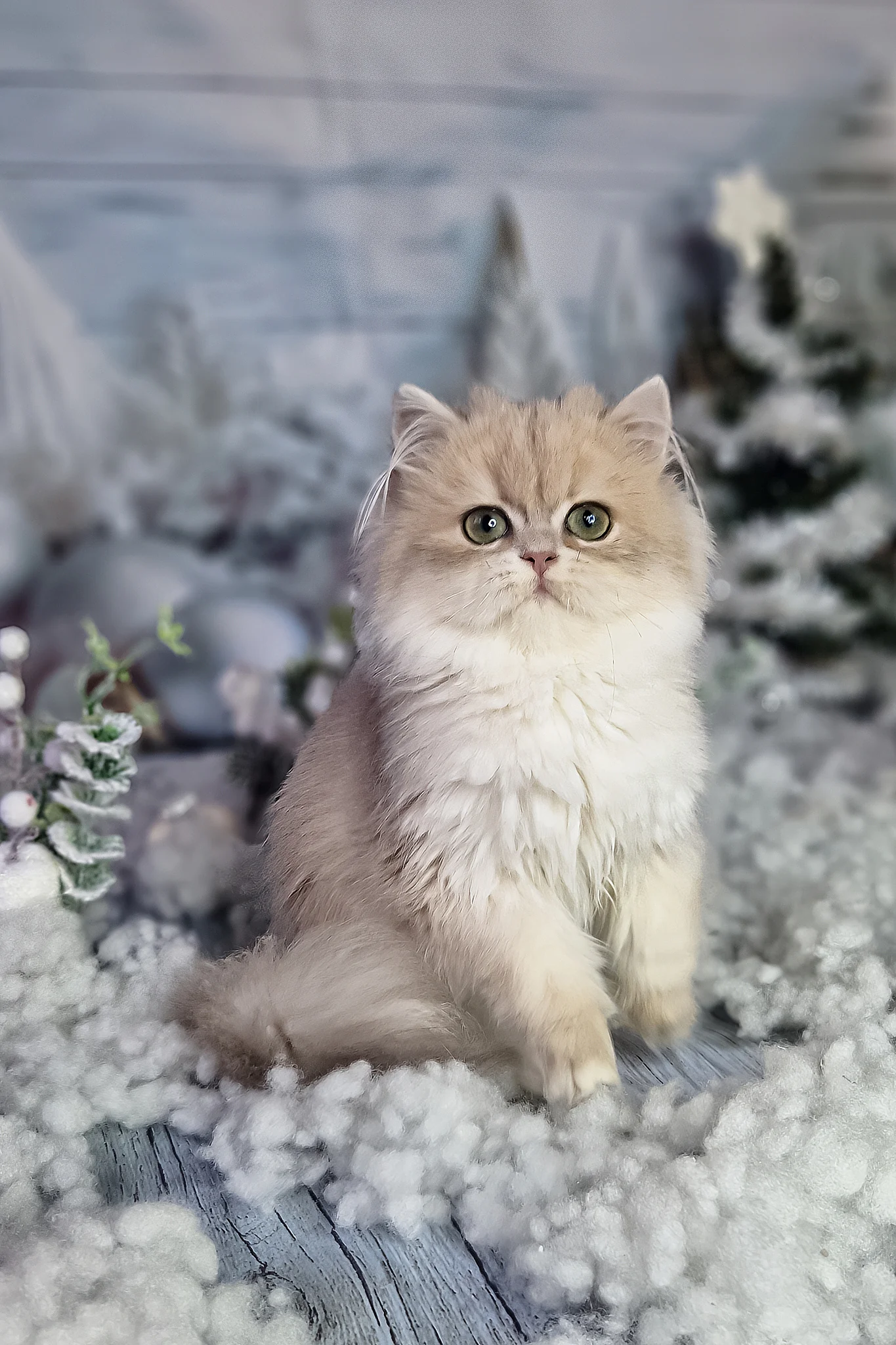 Ilana | British Longhair Kitten - Image 12