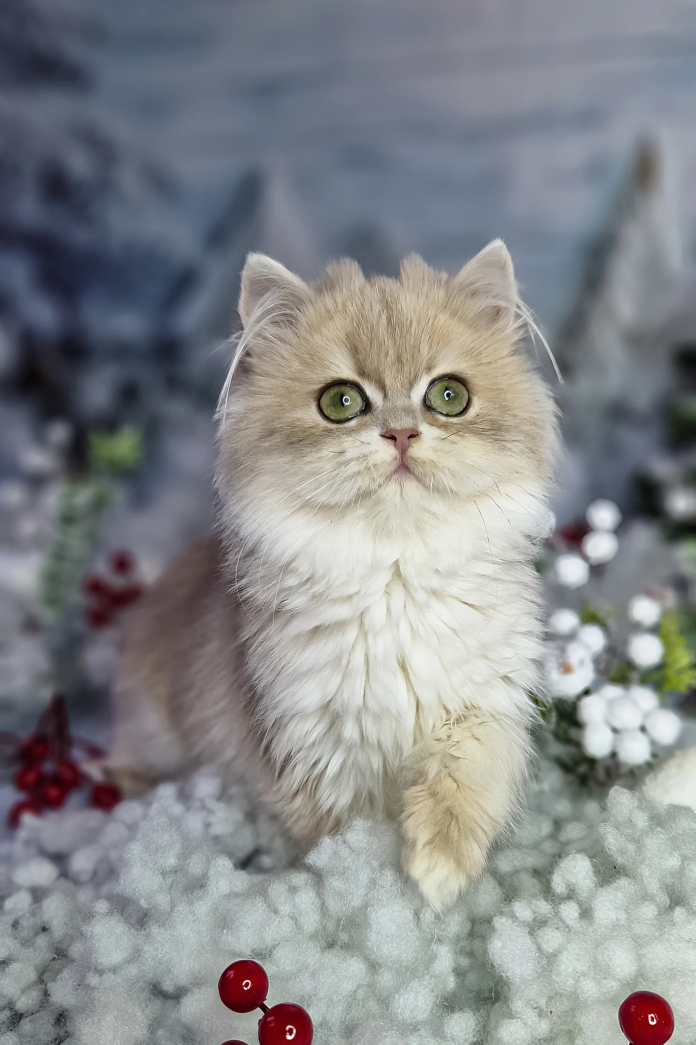 Ilana | British Longhair Kitten - Image 4