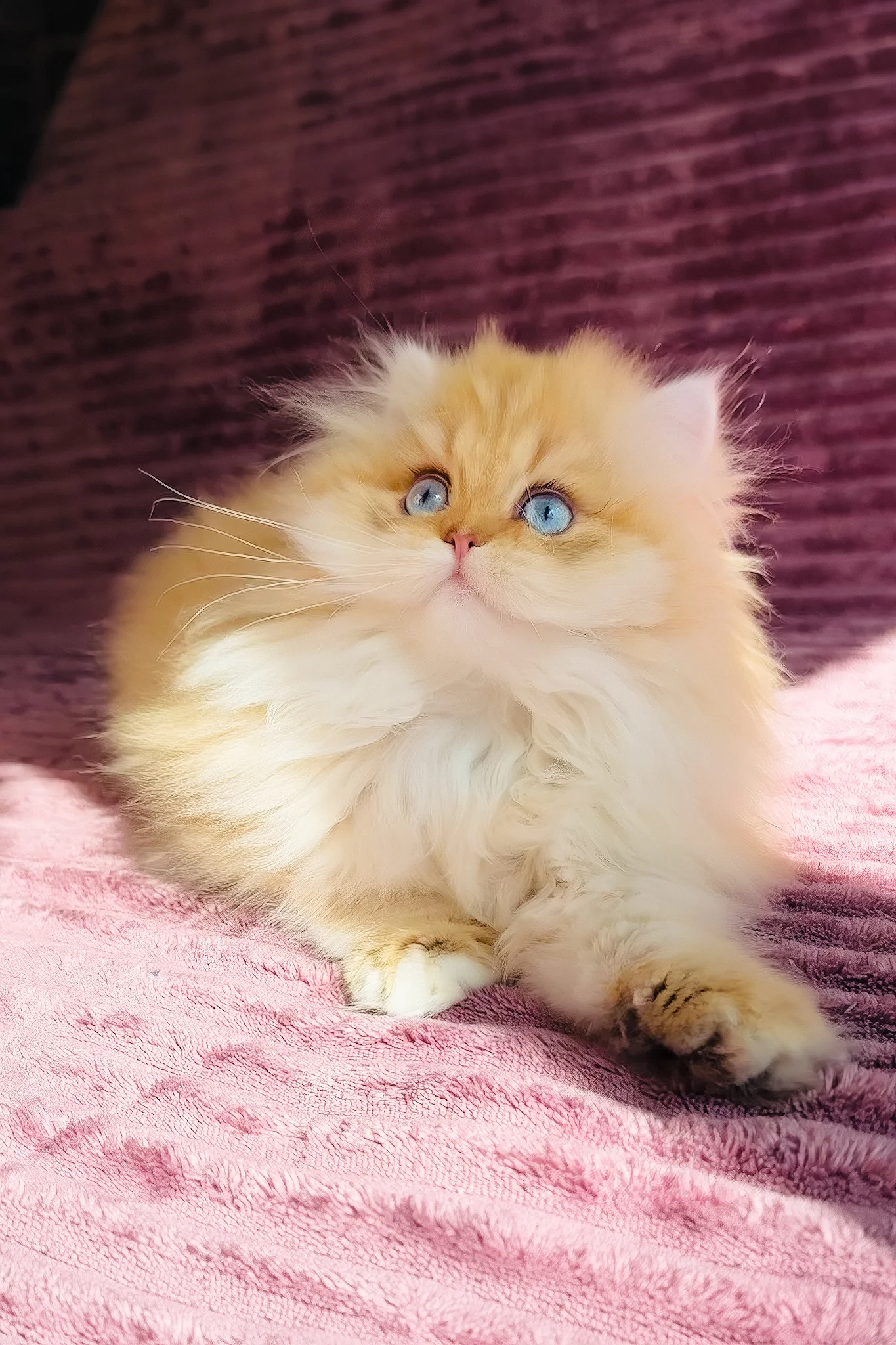 Jasmin | British Longhair Kitten - Image 3