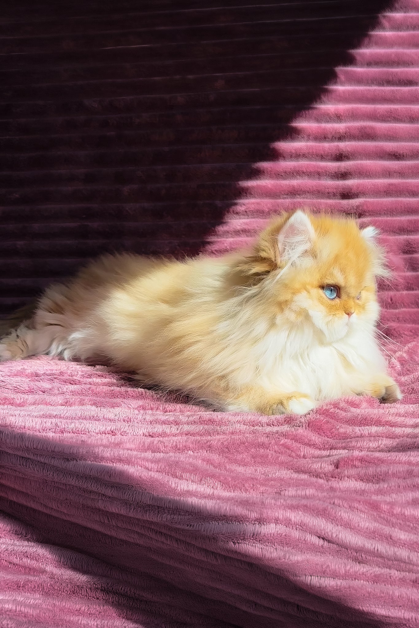 Jasmin | British Longhair Kitten - Image 8