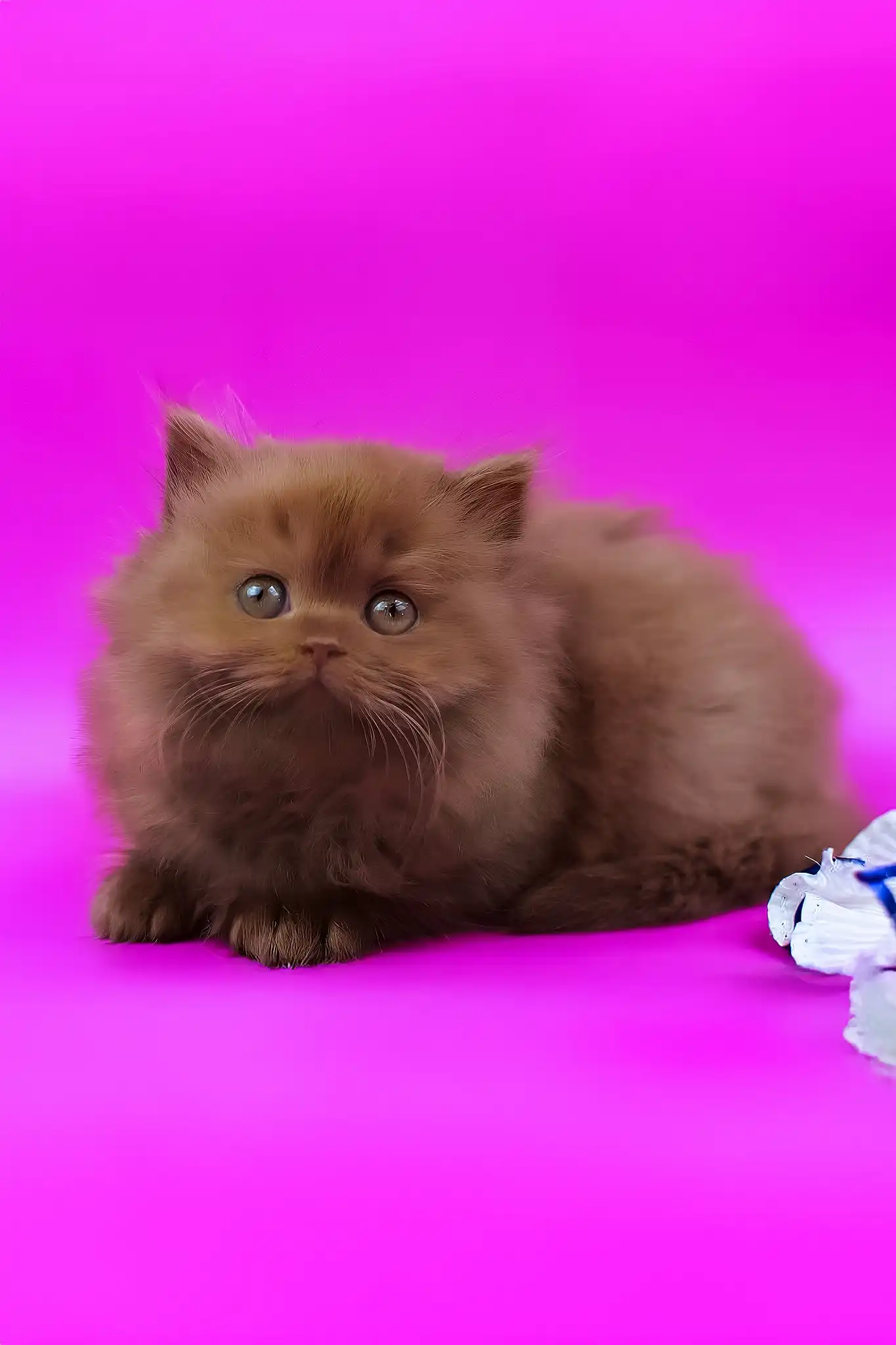 Juliet | British Longhair Kitten - Image 6