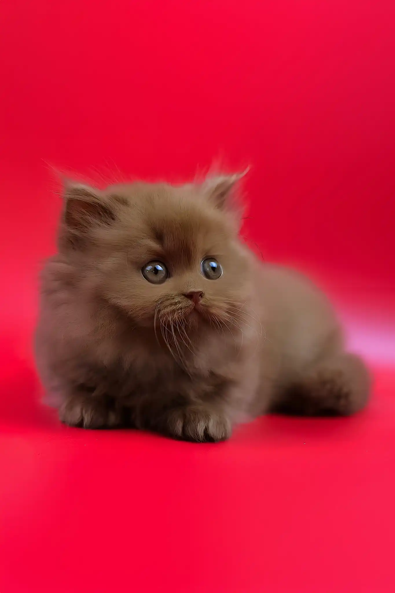 Juliet | British Longhair Kitten - Image 7