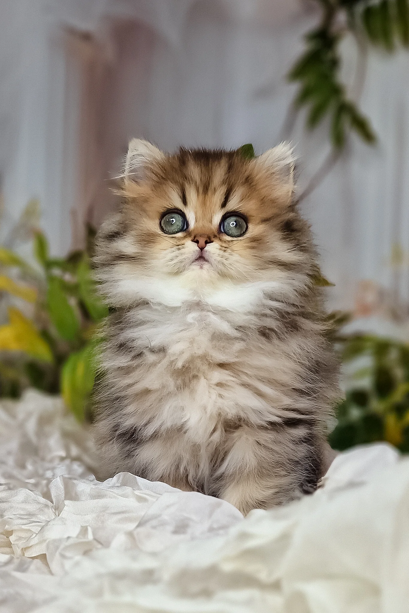 Klivia | British Longhair Kitten - Image 4