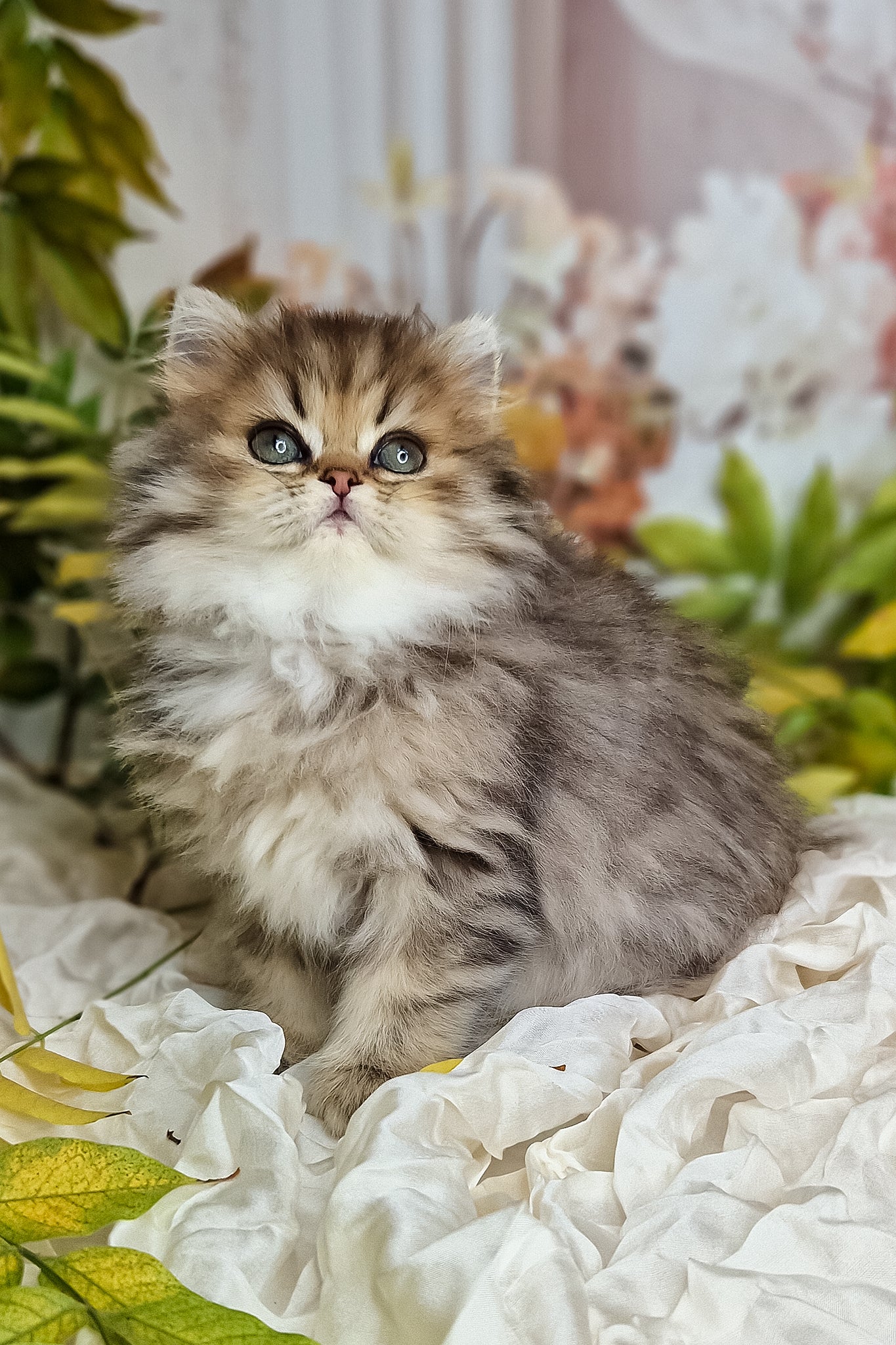 Klivia | British Longhair Kitten - Image 5