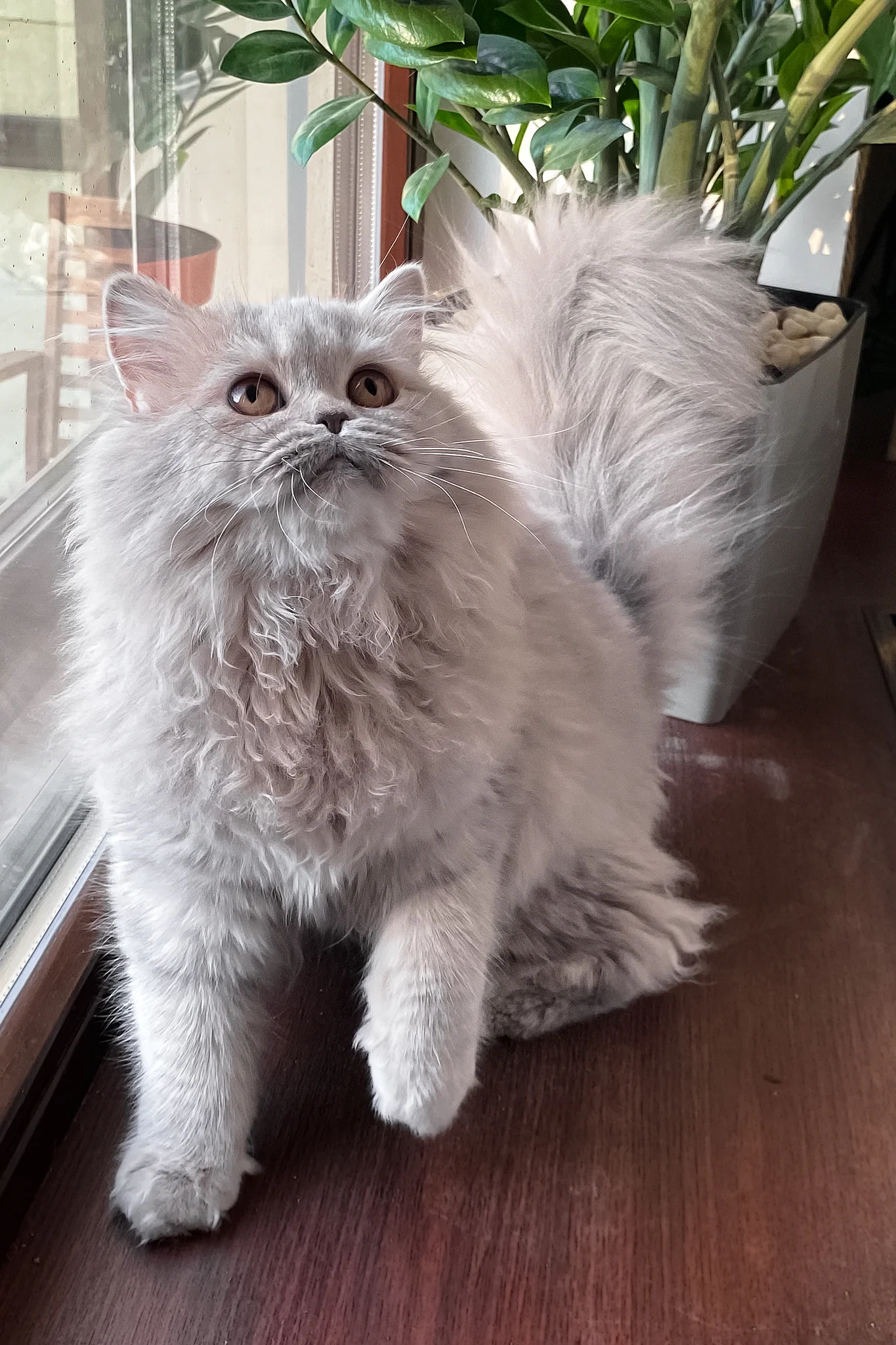Kukla | British Longhair Kitten