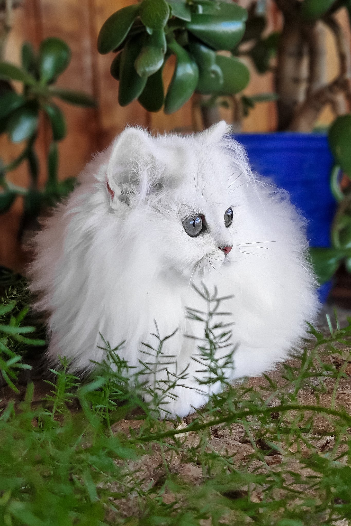 Lunika | British Longhair Kitten - Image 3