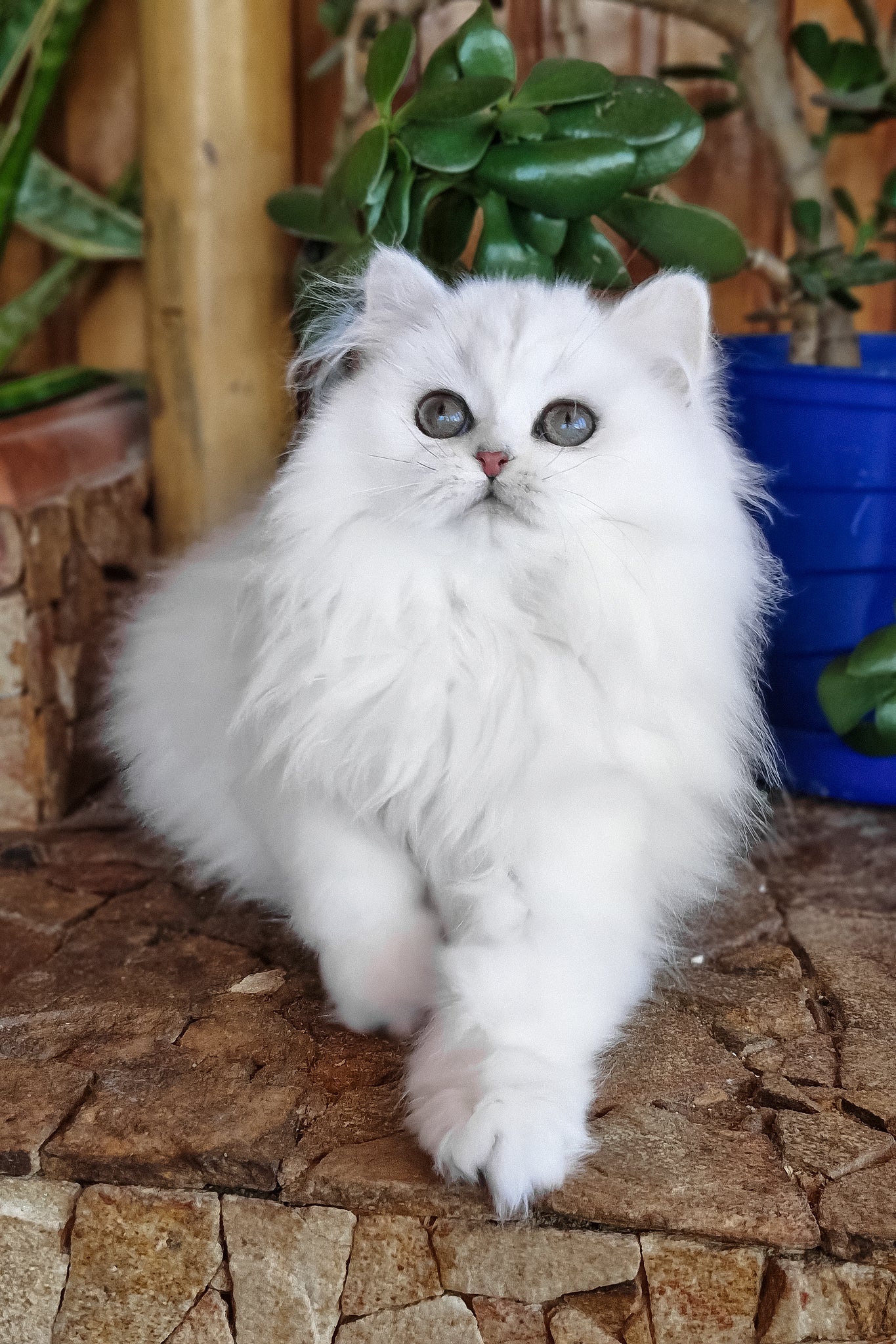 Lunika | British Longhair Kitten - Image 4