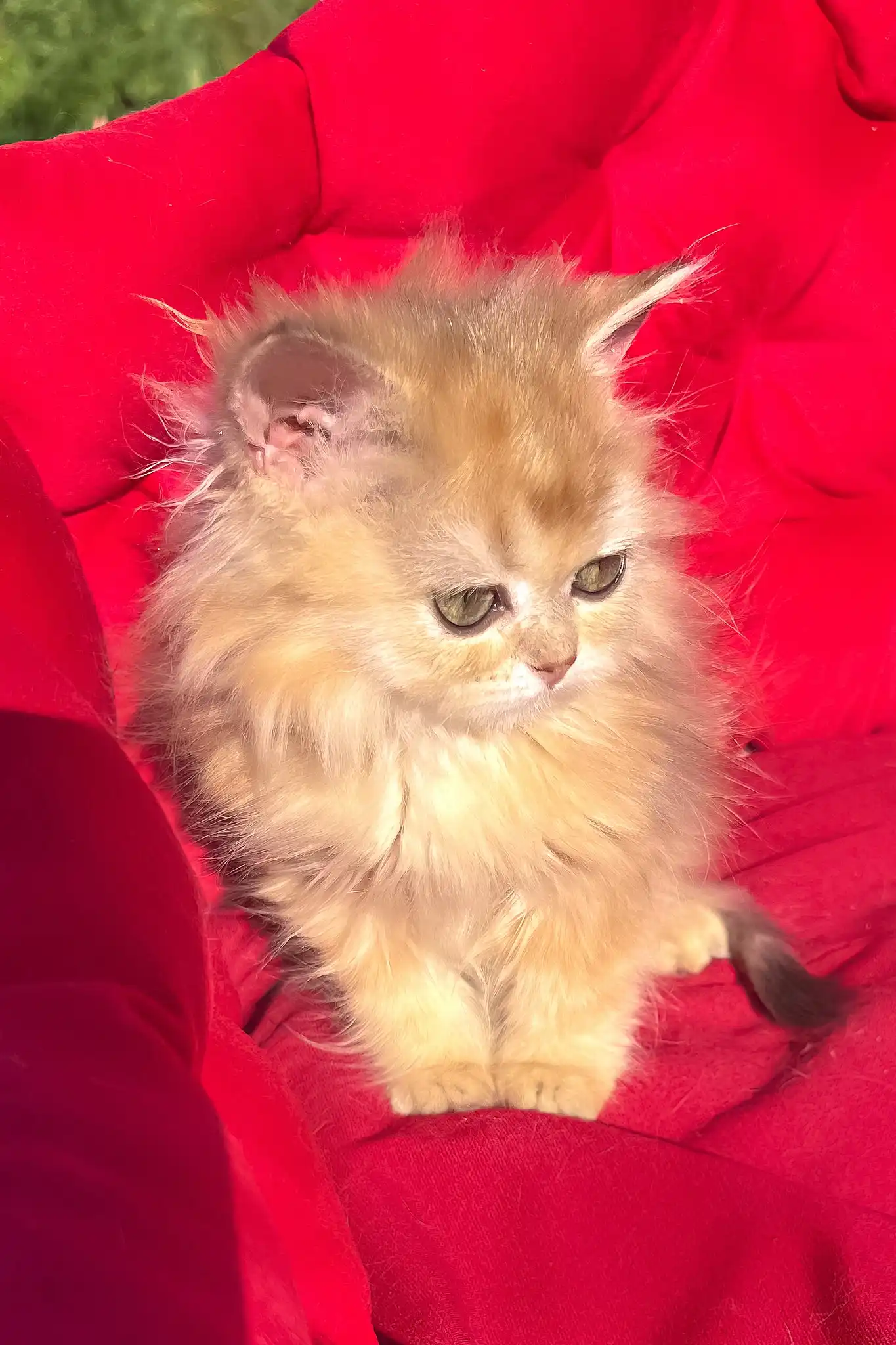 Pusi | British Longhair Kitten - Image 2