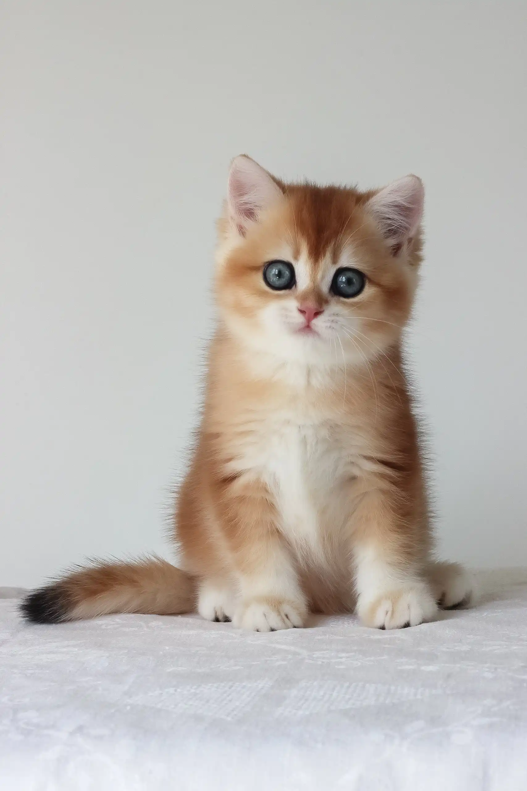 Adel | British Shorthair Kitten