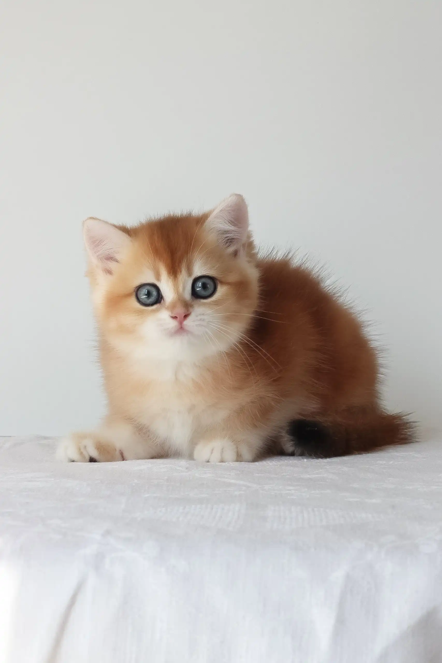 Adel | British Shorthair Kitten - Image 2