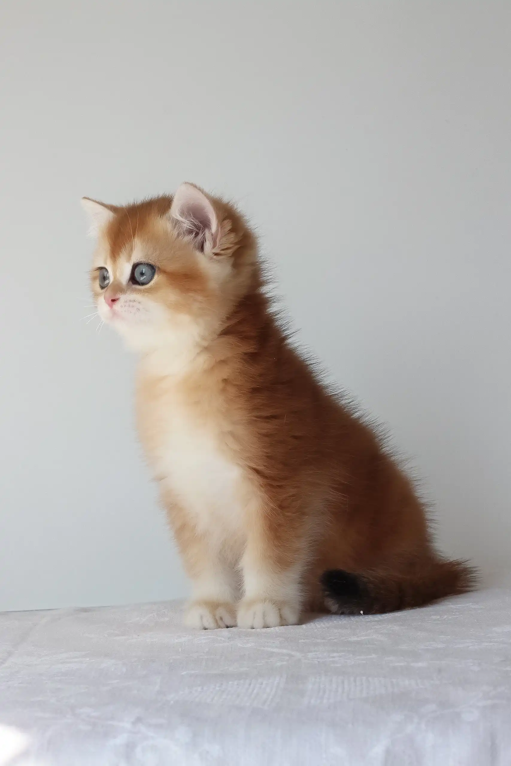 Adel | British Shorthair Kitten - Image 3