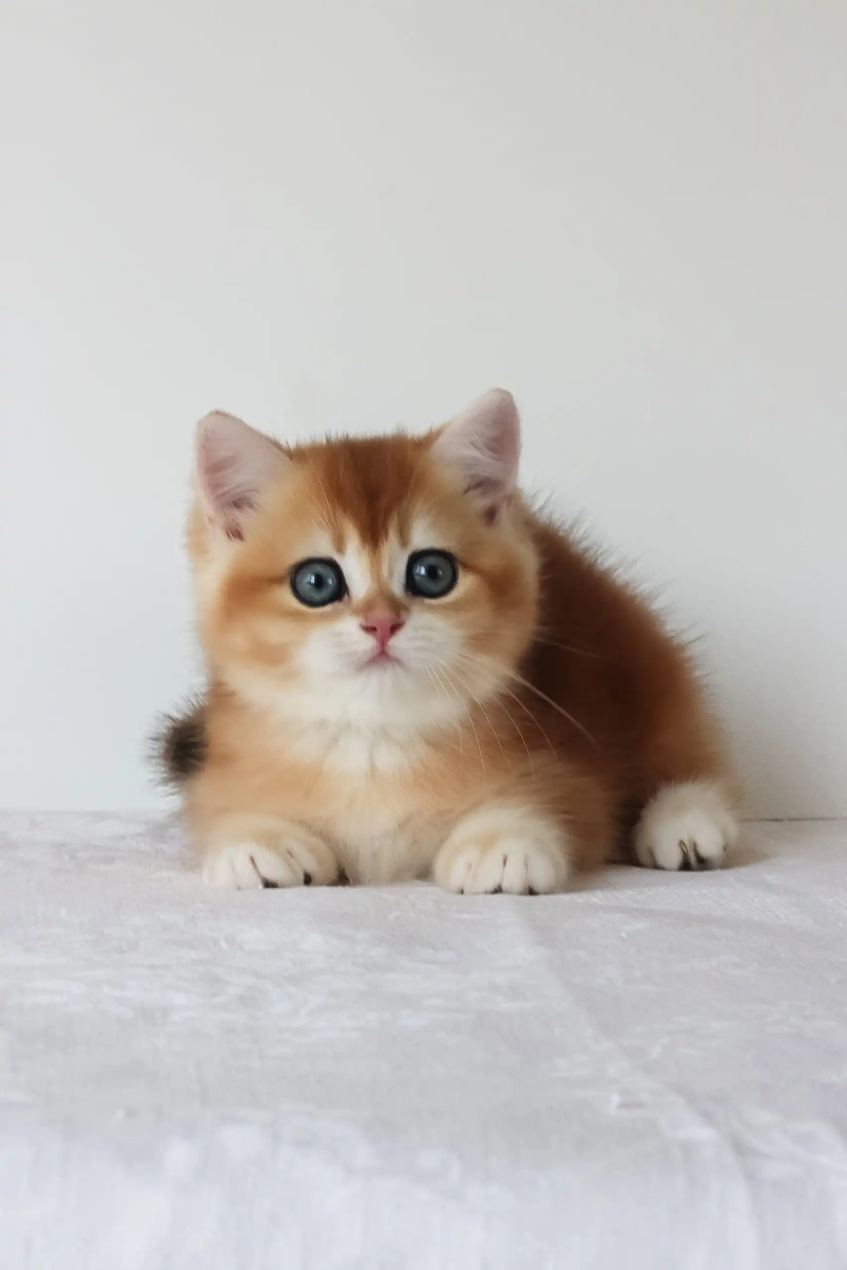 Adel | British Shorthair Kitten - Image 4