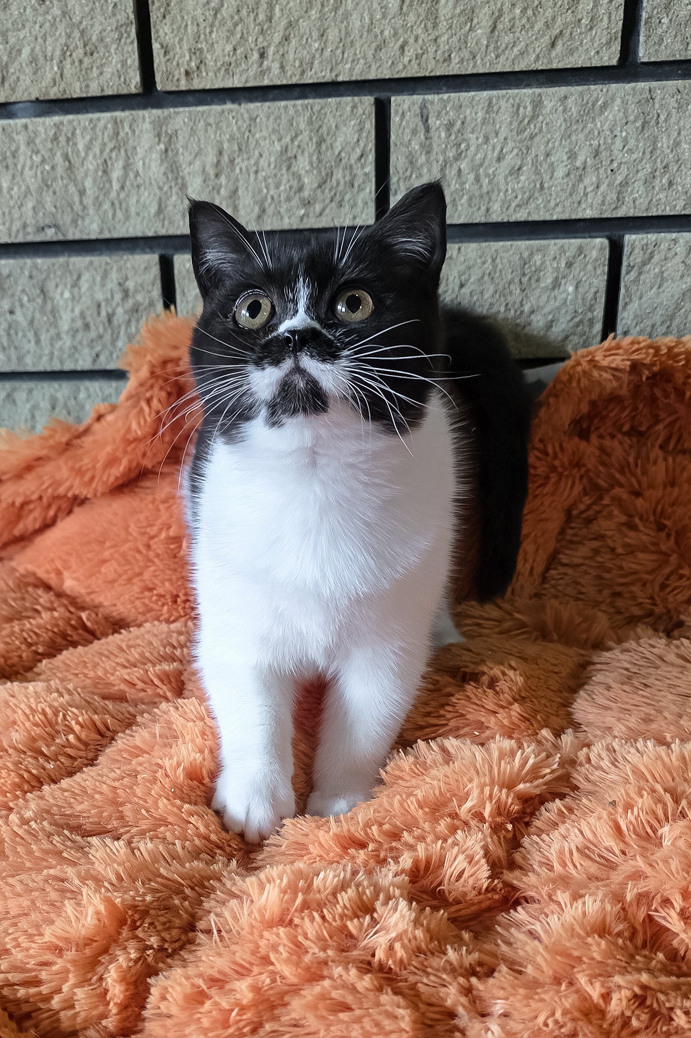 Aisha | British Shorthair Kitten - Image 7