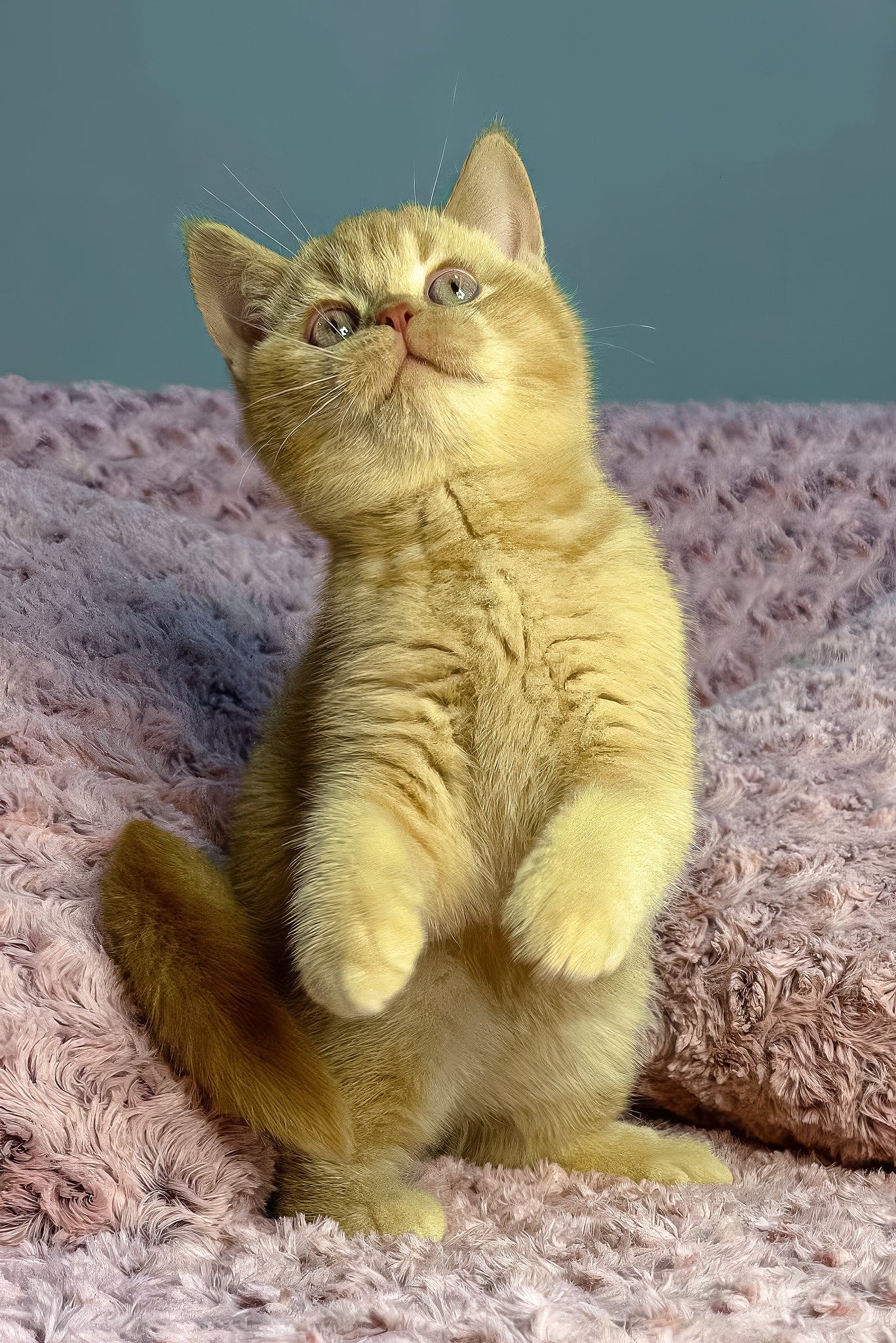 Angela | British Shorthair Kitten - Image 6