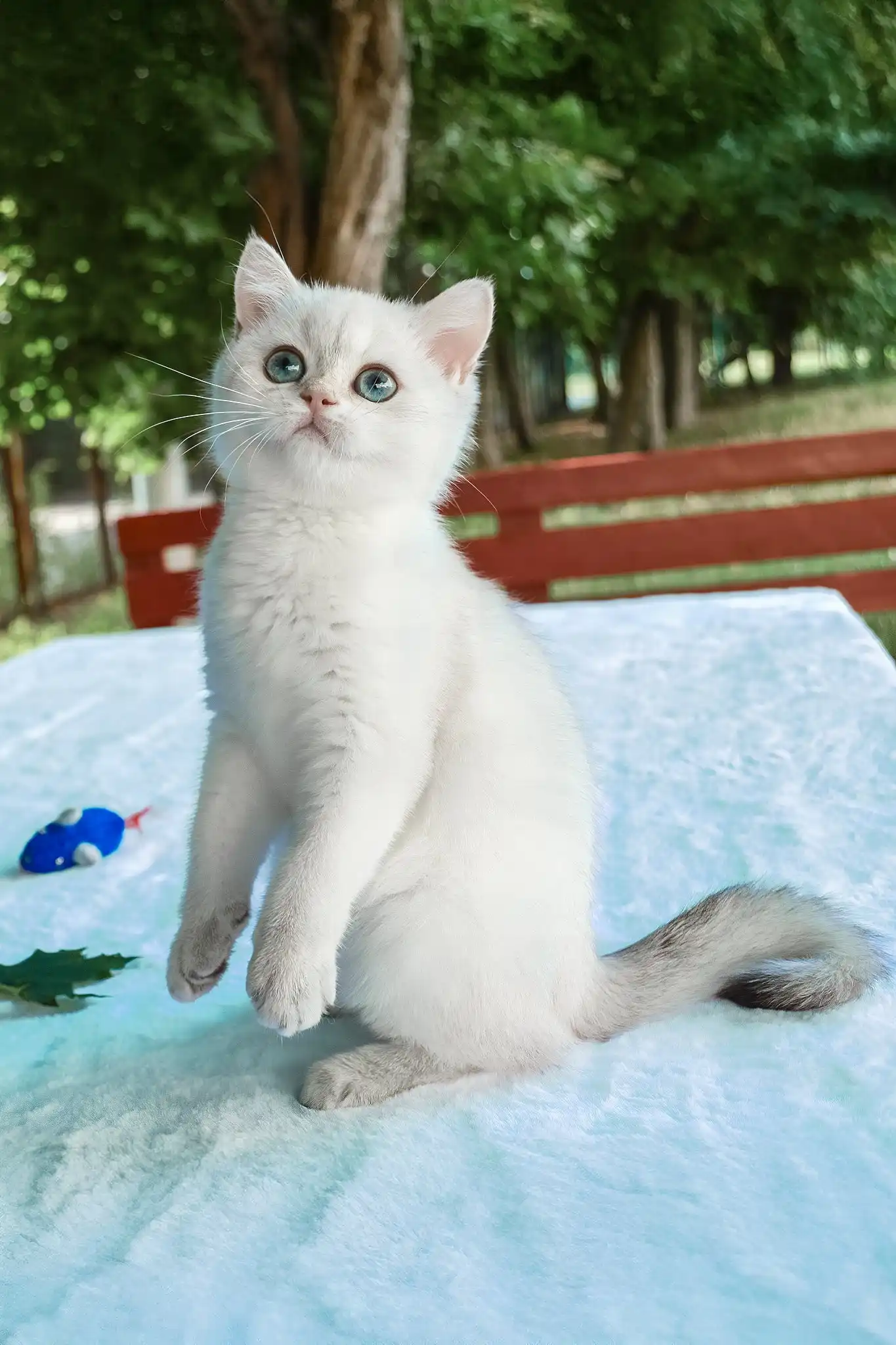 Barbi | British Shorthair Kitten - Image 2