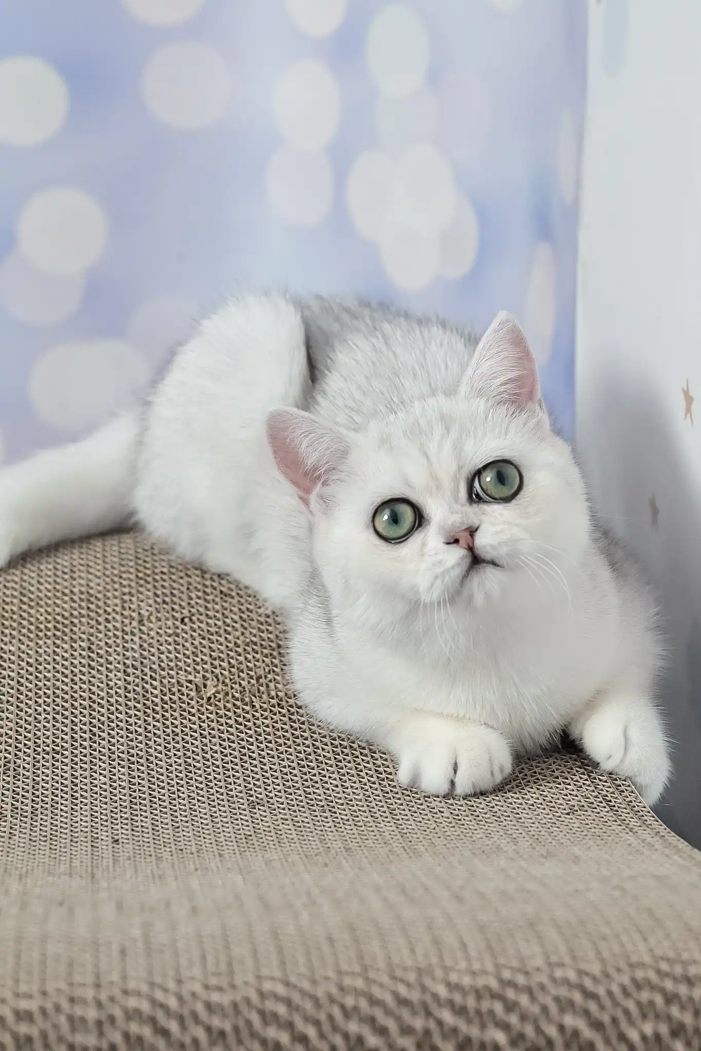 Barbie | British Shorthair Kitten - Image 2