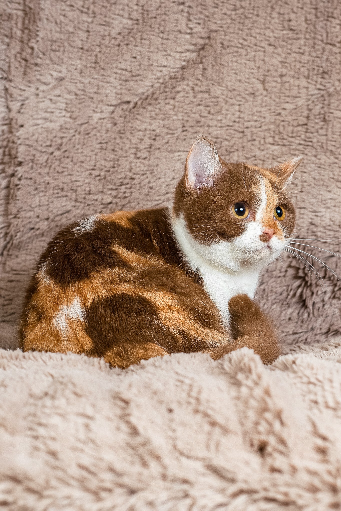 Beata | British Shorthair Kitten - Image 3