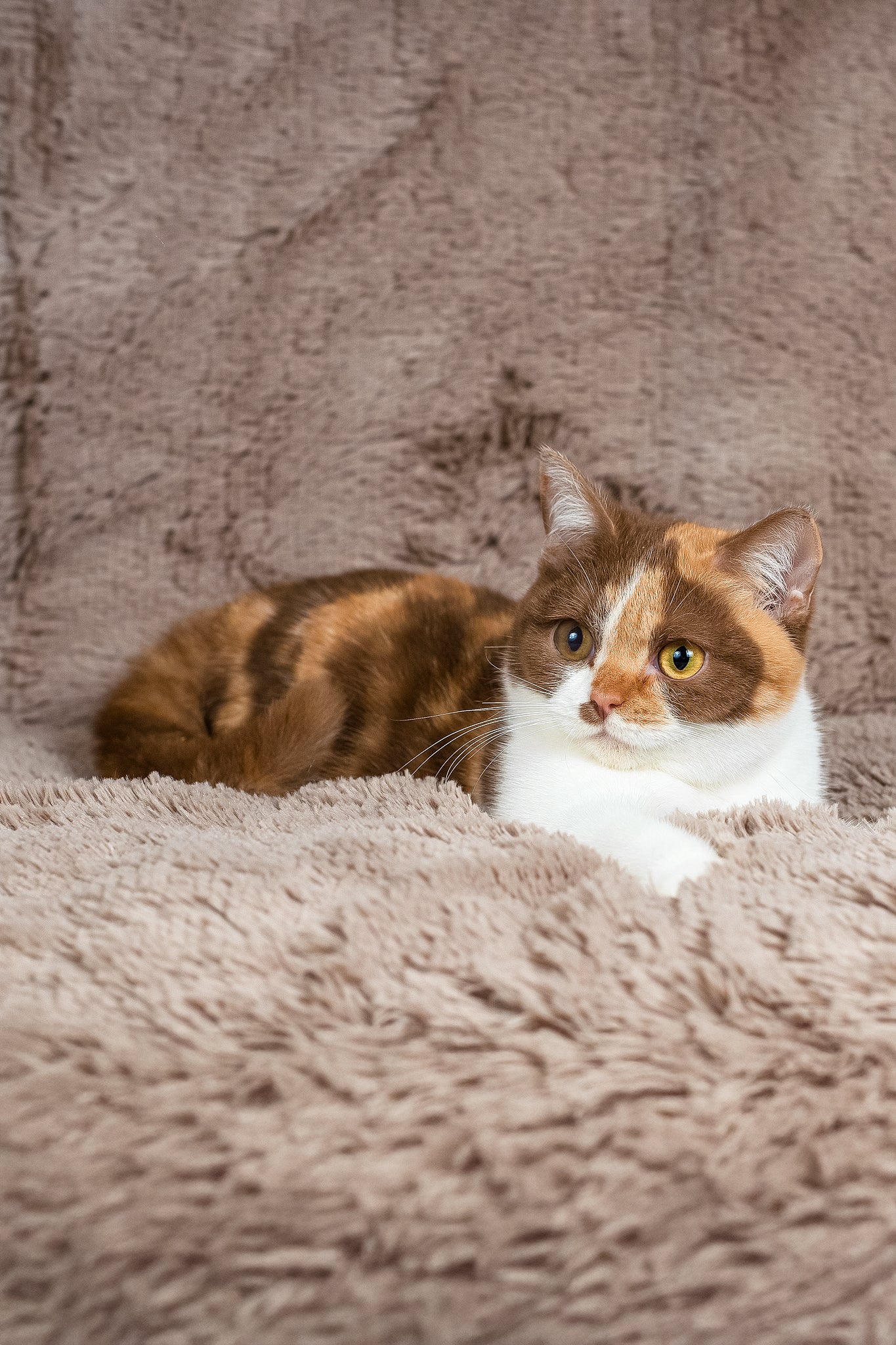 Beata | British Shorthair Kitten - Image 5