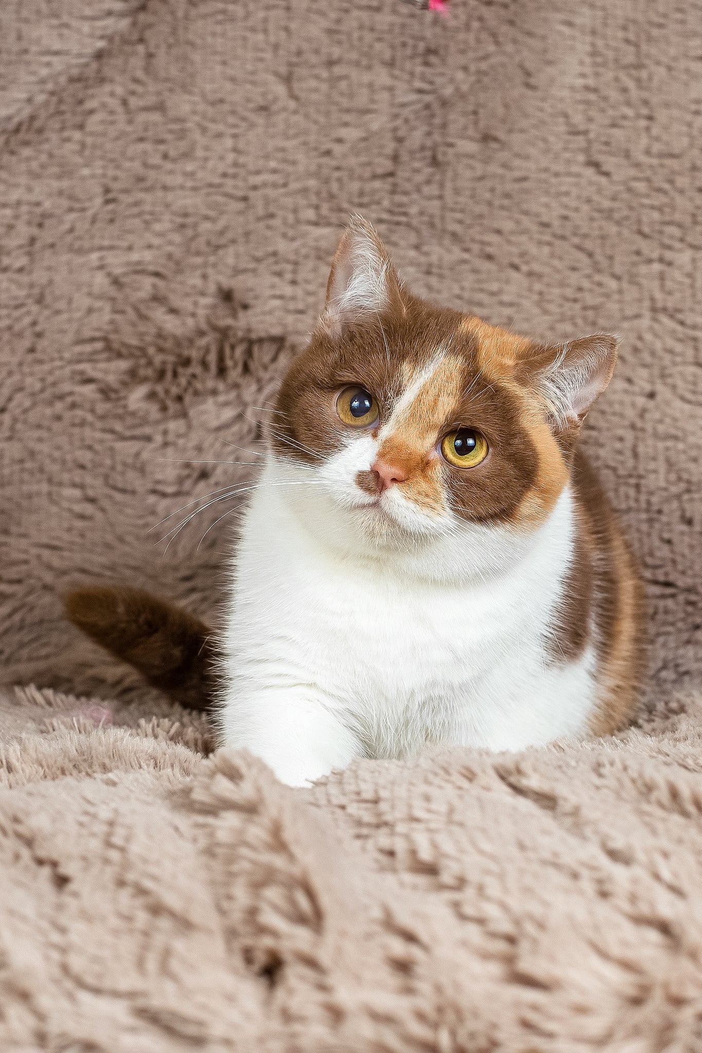 Beata | British Shorthair Kitten - Image 7