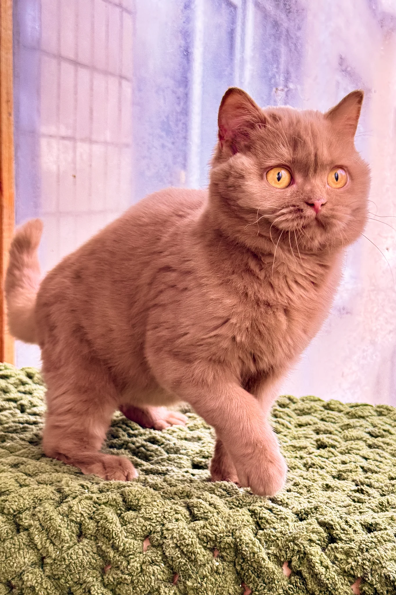 Betti | British Shorthair Kitten - Image 2