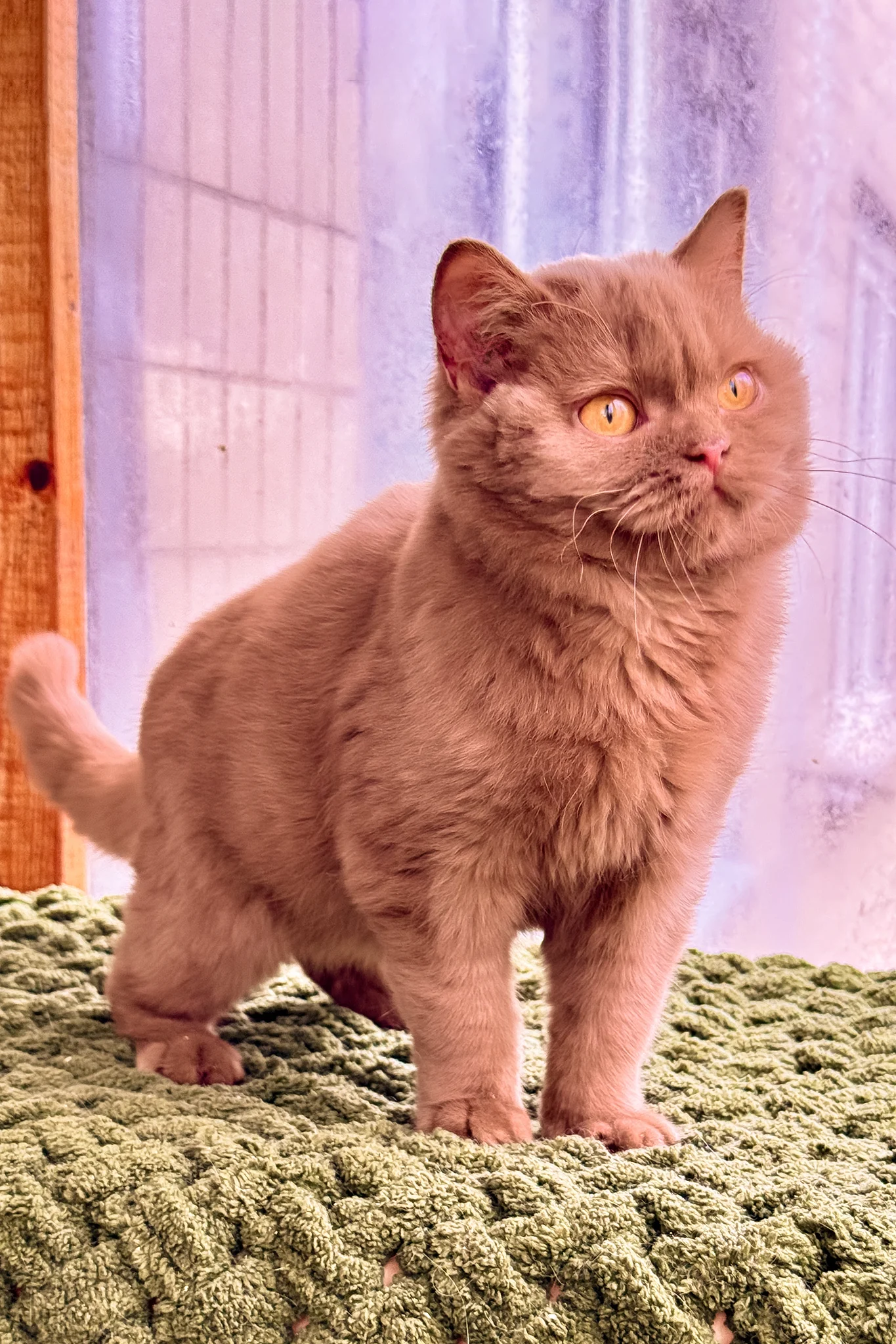 Betti | British Shorthair Kitten - Image 5