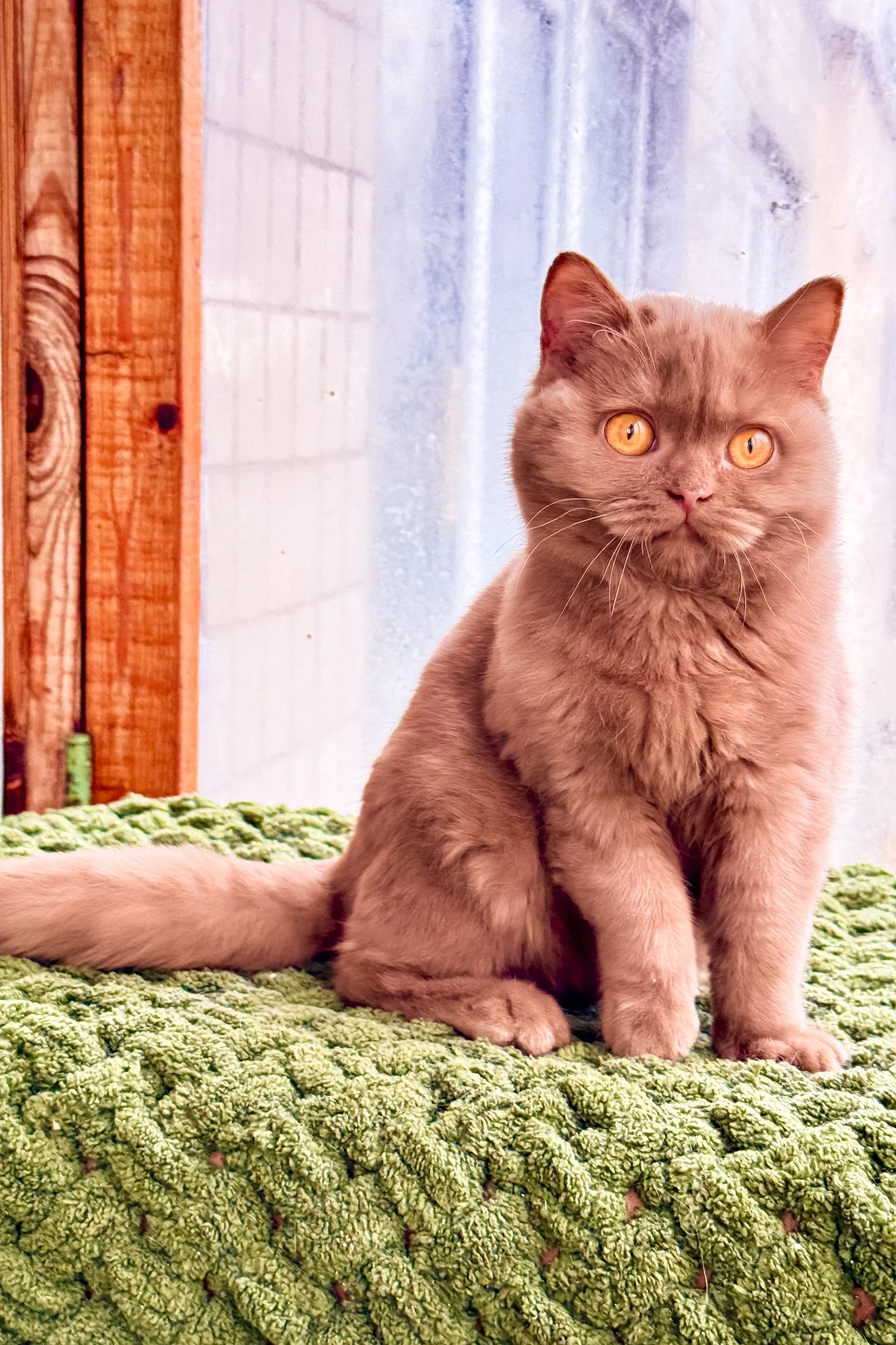Betti | British Shorthair Kitten - Image 7