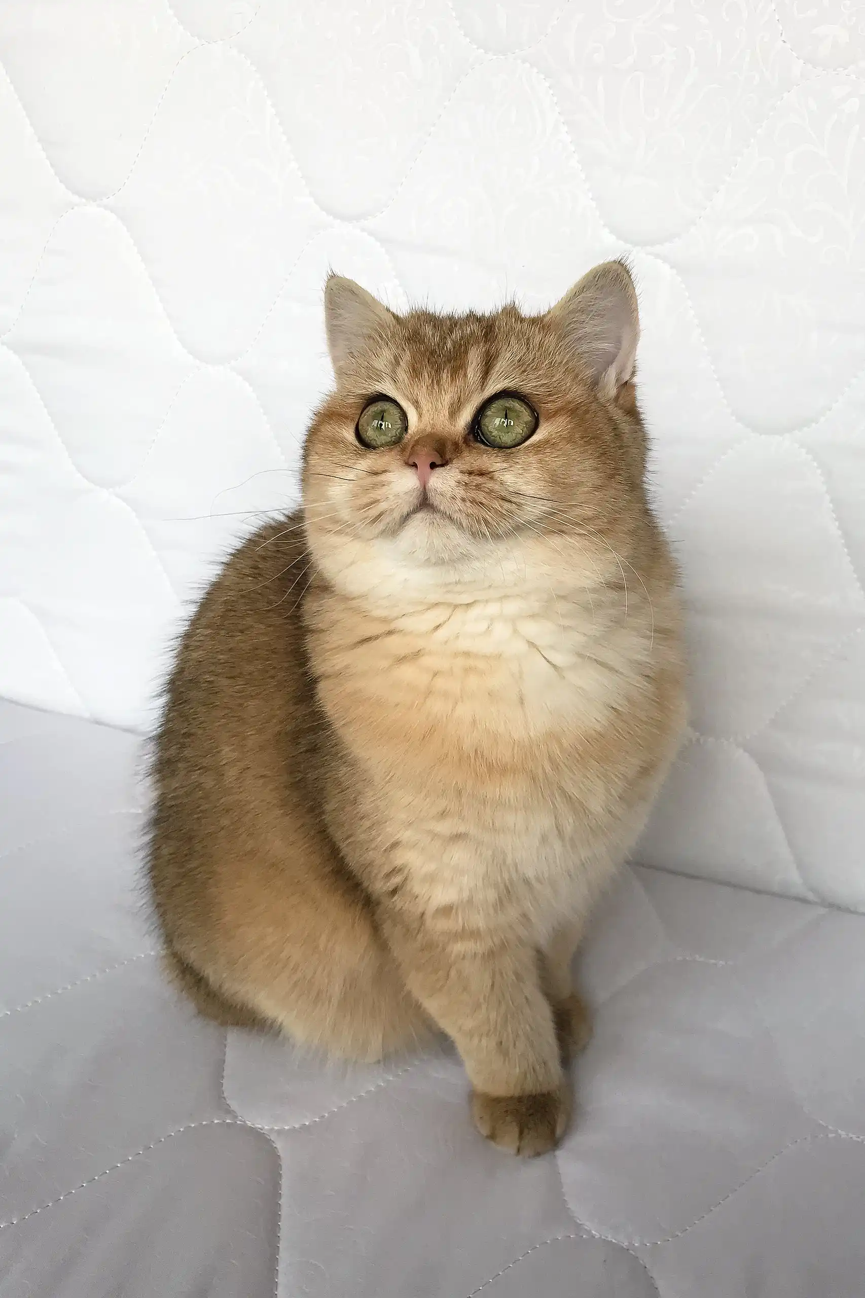 Boni | British Shorthair Kitten - Image 2
