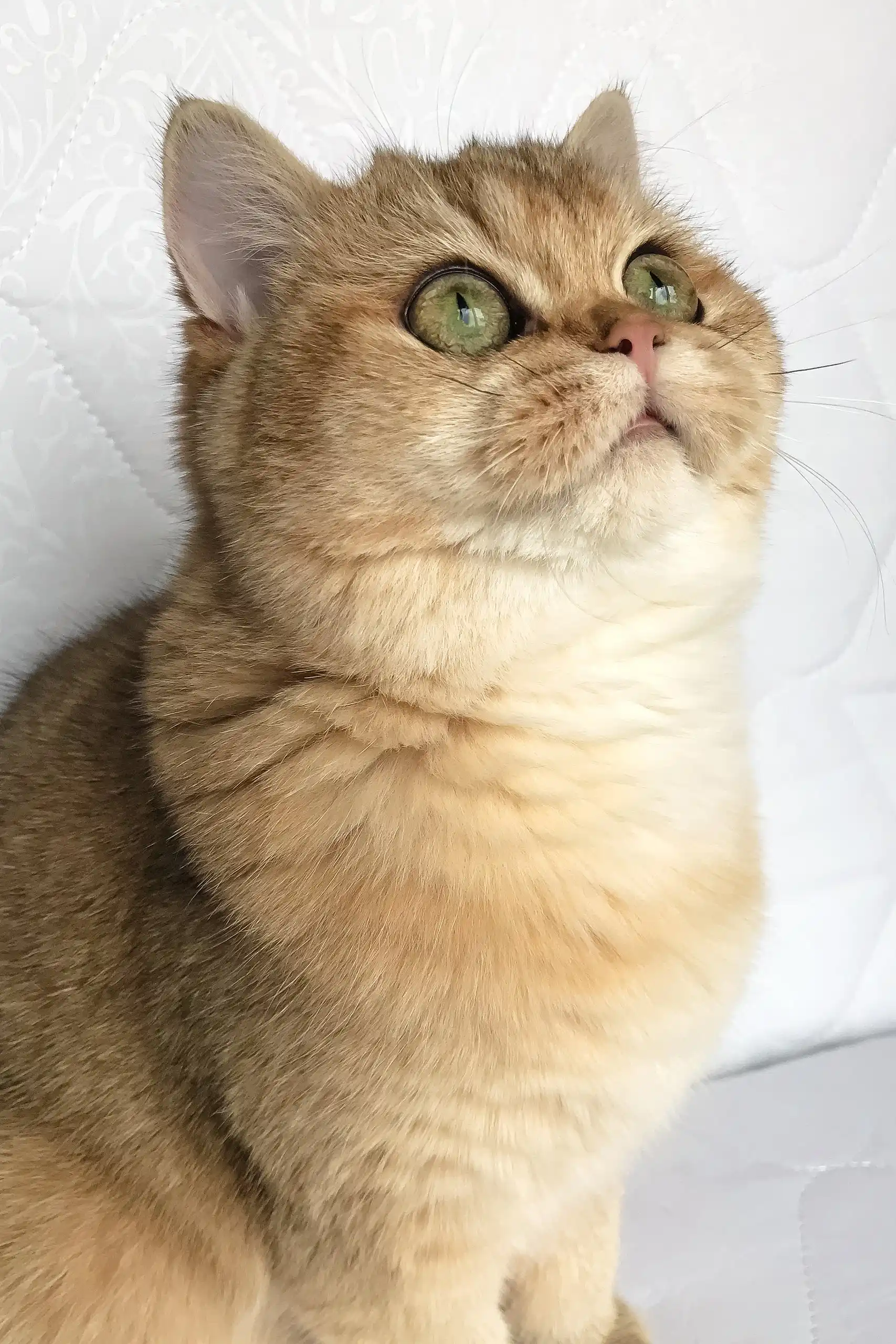 Boni | British Shorthair Kitten - Image 5