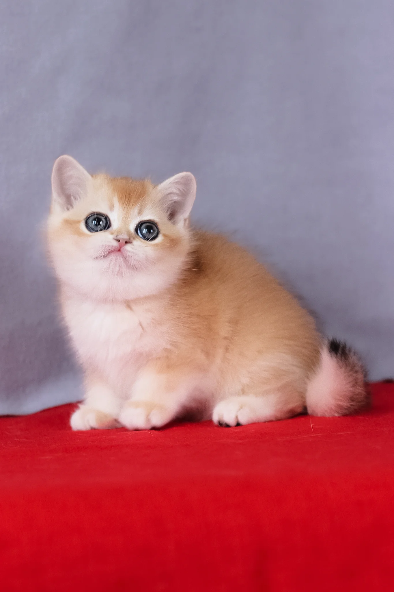 Cece | British Shorthair Kitten - Image 3