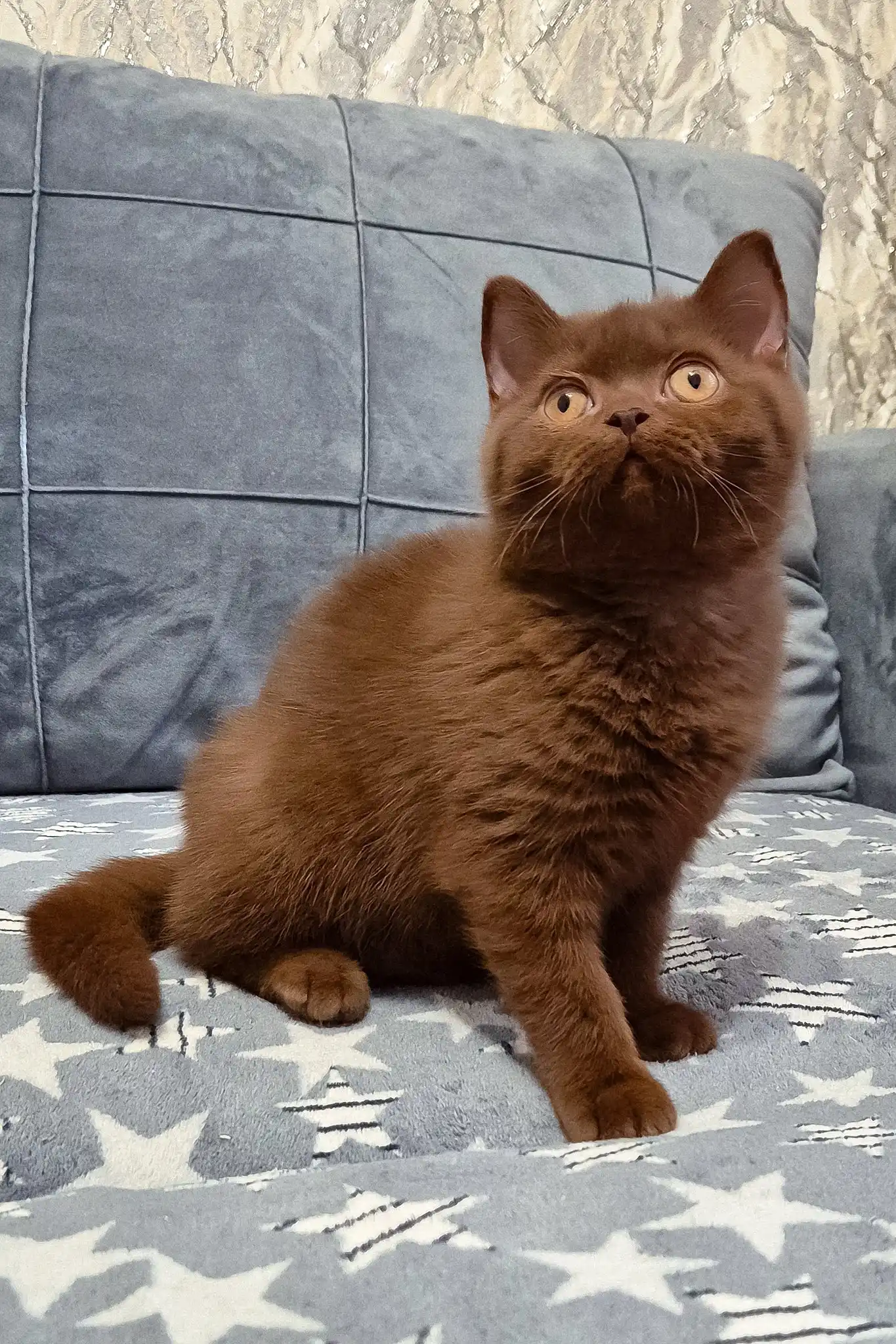 Carolina | British Shorthair Kitten - Image 2