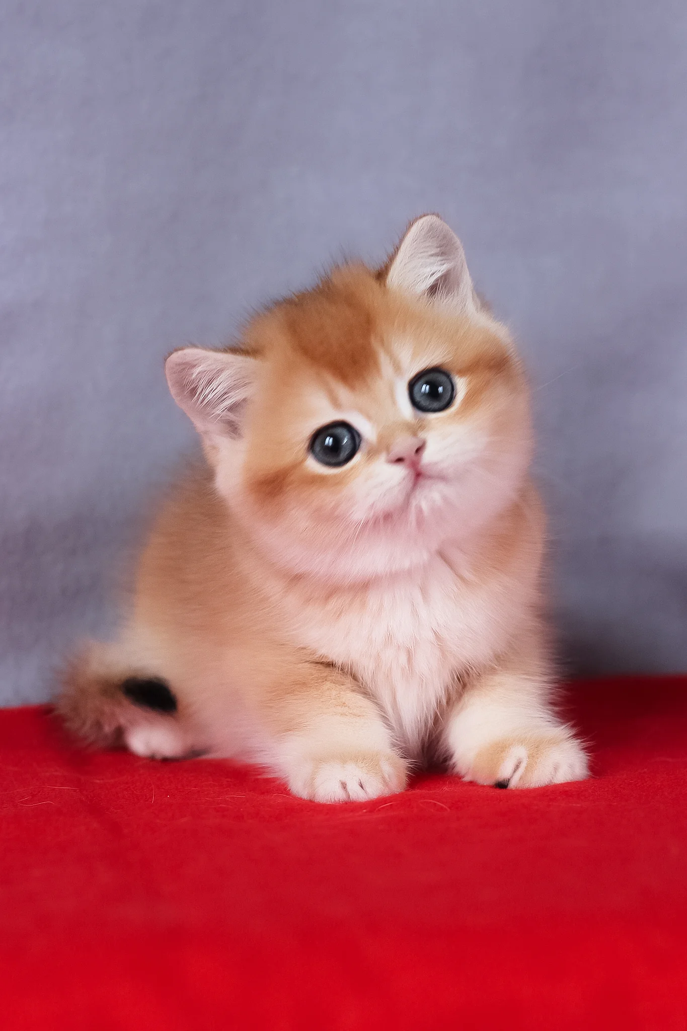 Cassie | British Shorthair Kitten - Image 5