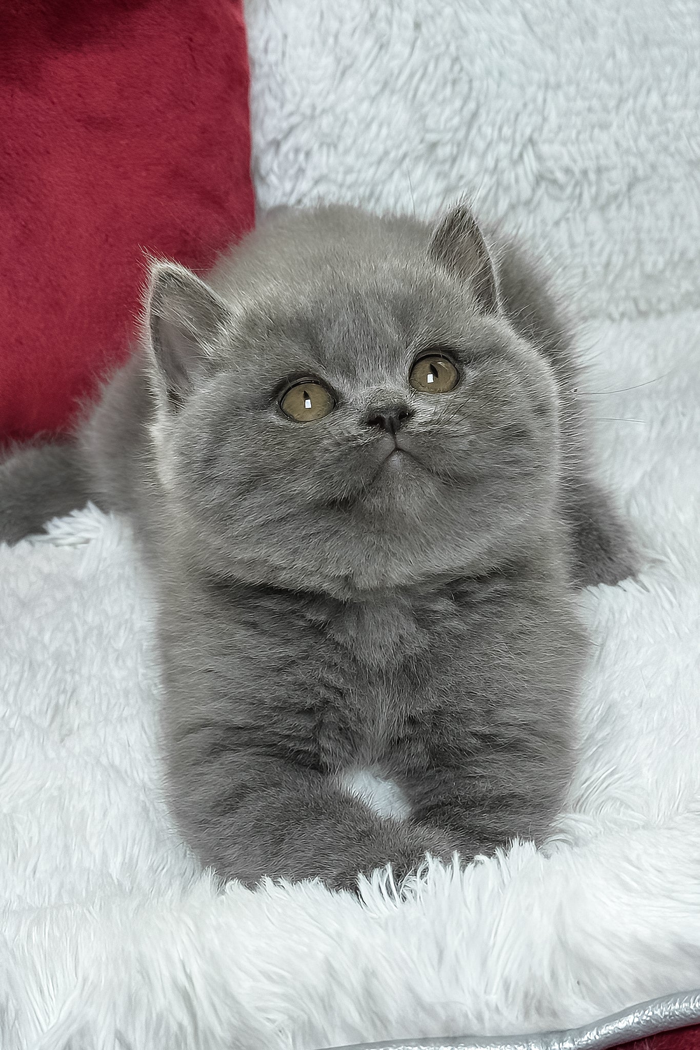 Chloe | British Shorthair Kitten - Image 6